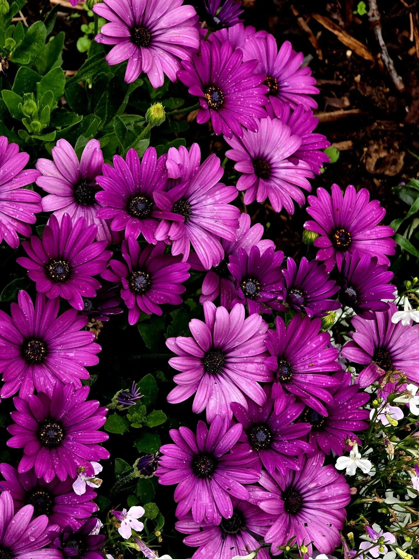 🌸 Plant Spotlight: Osteospermum (African Daisy)

If you're looking for a plant that brings colour for months without demanding too much attention, Osteospermums are hard to beat. Their bold daisy-like flowers instantly brighten up borders, raised be