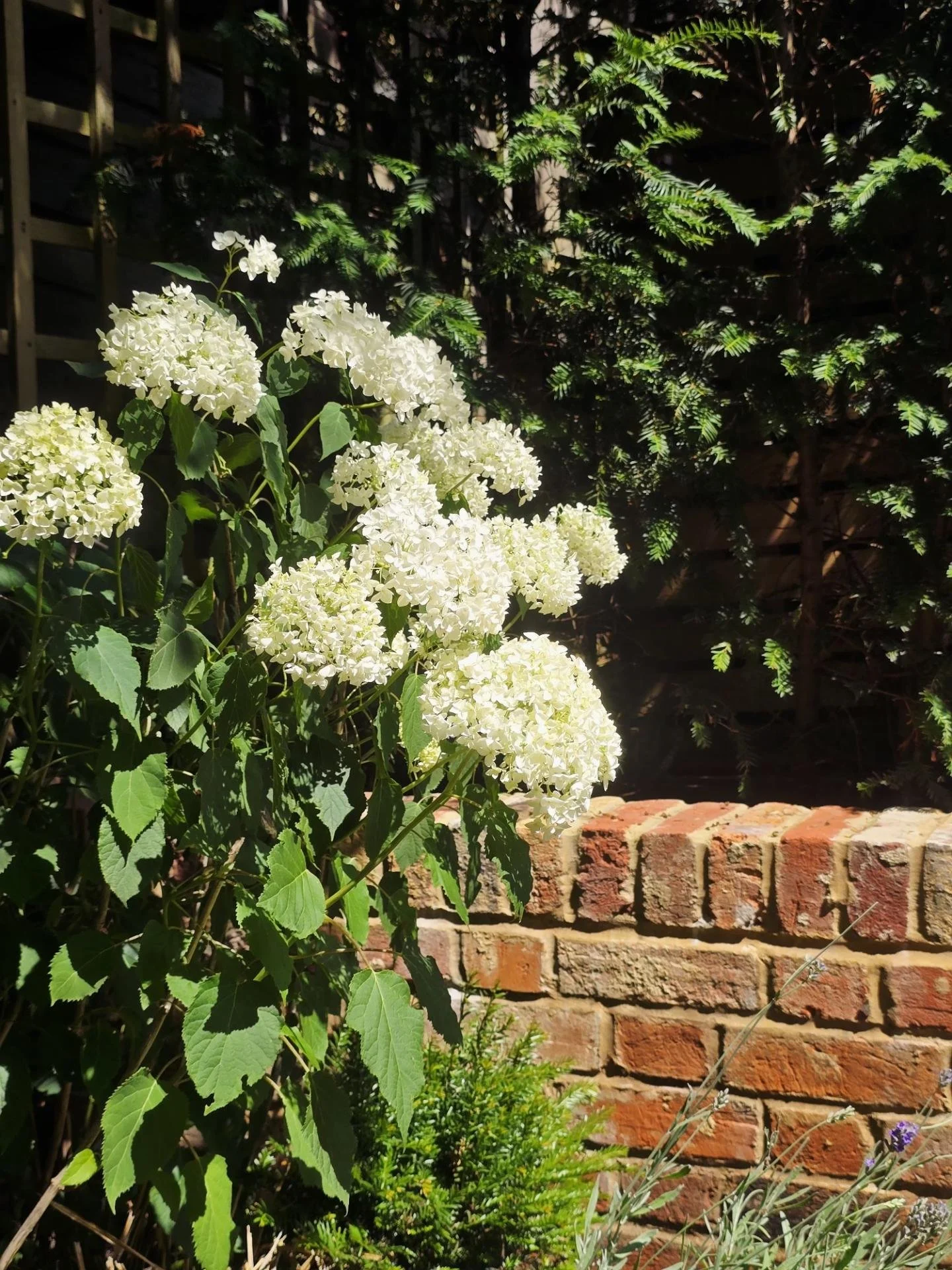 🌼 Plant Spotlight: Hydrangeas

Hydrangeas are a timeless favourite, admired for their large, elegant blooms and their ability to transform any outdoor space. From classic cottage gardens to contemporary landscapes, they bring texture, colour and a s