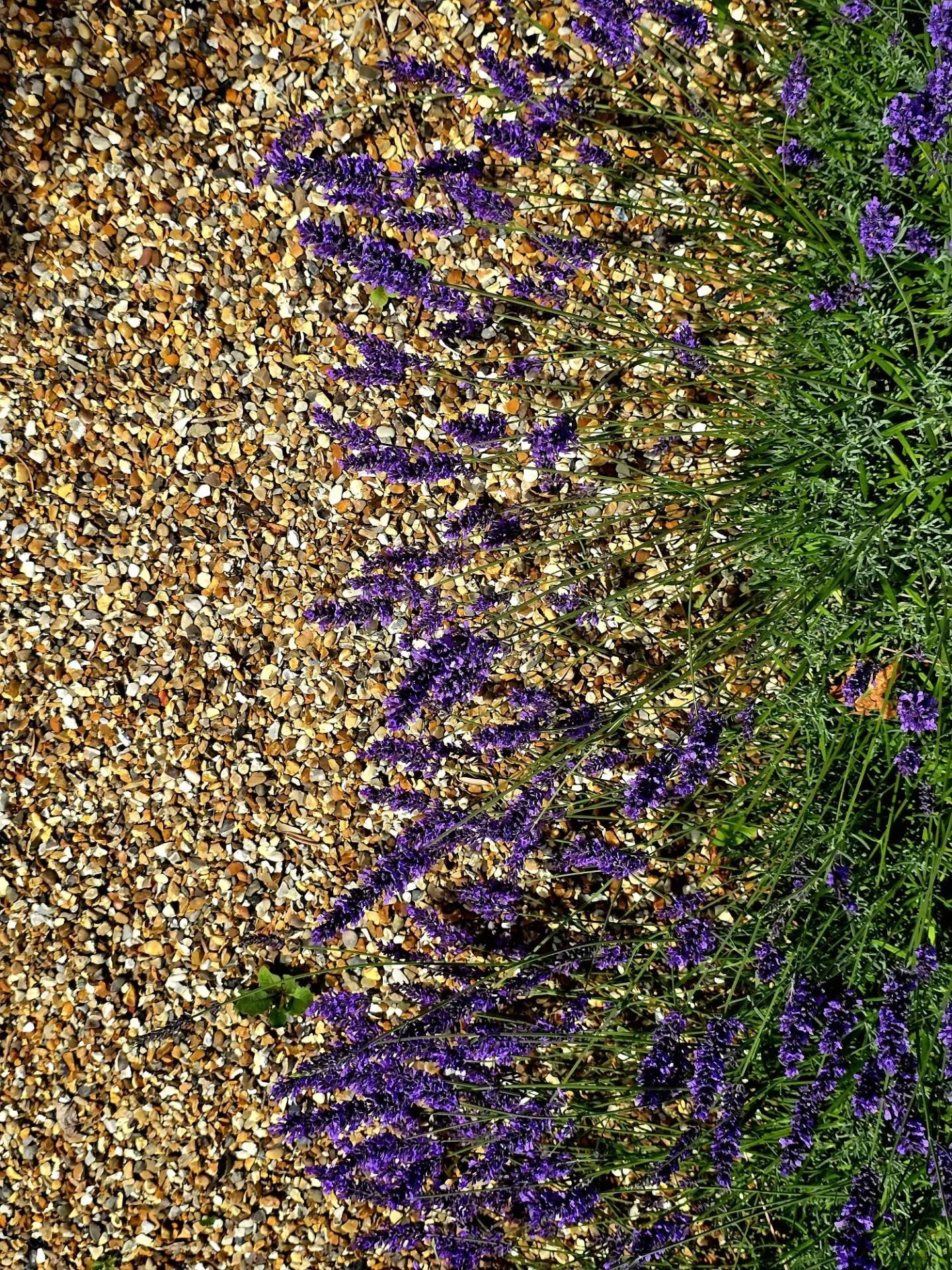 A little designer debate... 🌿

Everyone talks about the plants, but the hard landscaping is what sets the mood.

So... what's it going to be?
 🪨 Gravel for a softer, natural feel
 🧱 Natural stone for a timeless, elegant look

Which would you choos
