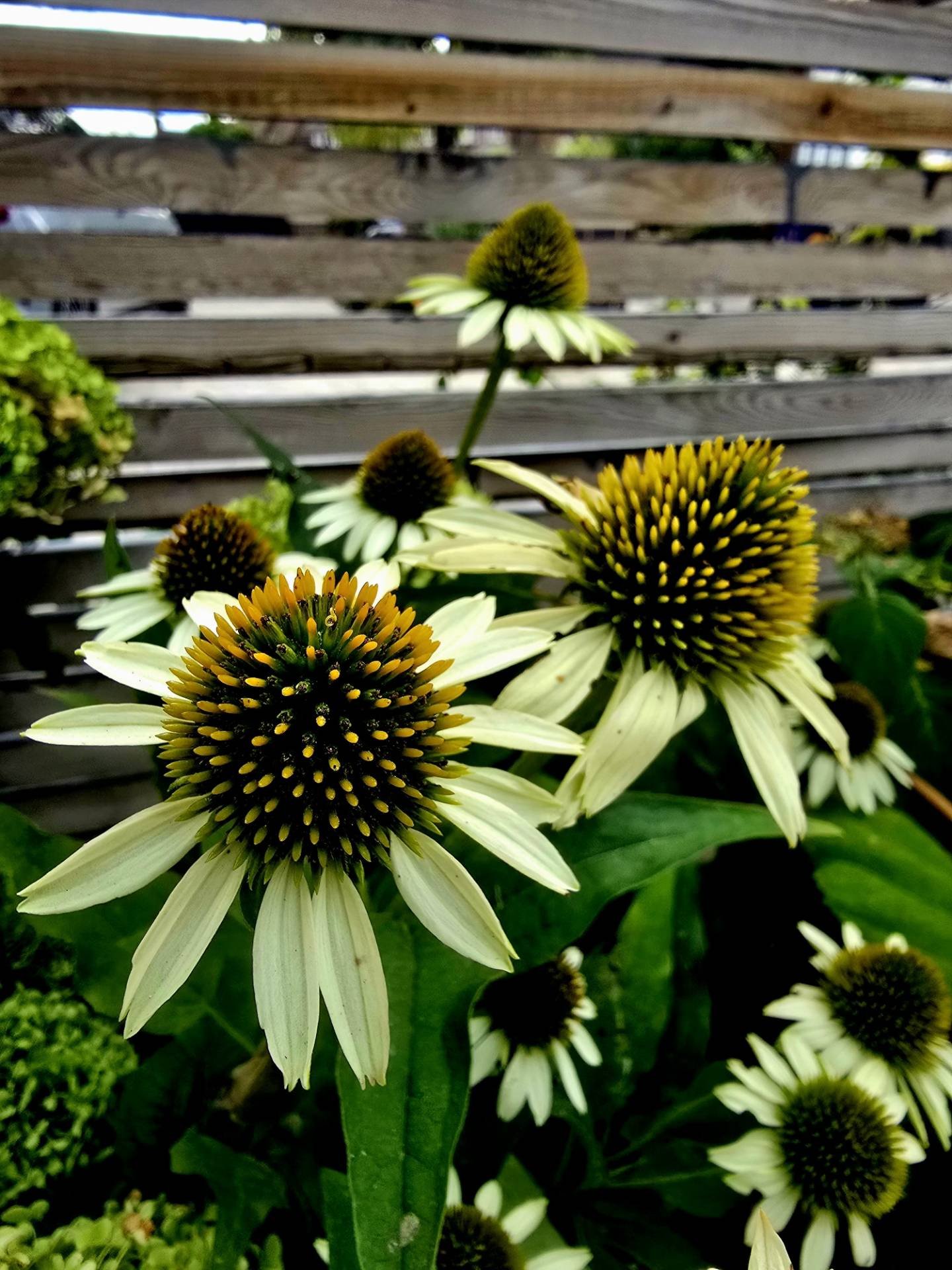 🌼 Plant Spotlight: Echinacea (Coneflower)

If you're looking for a perennial that combines beautiful summer colour with strong architectural form, Echinacea is a fantastic choice. Its distinctive cone-shaped centres and elegant petals bring texture 