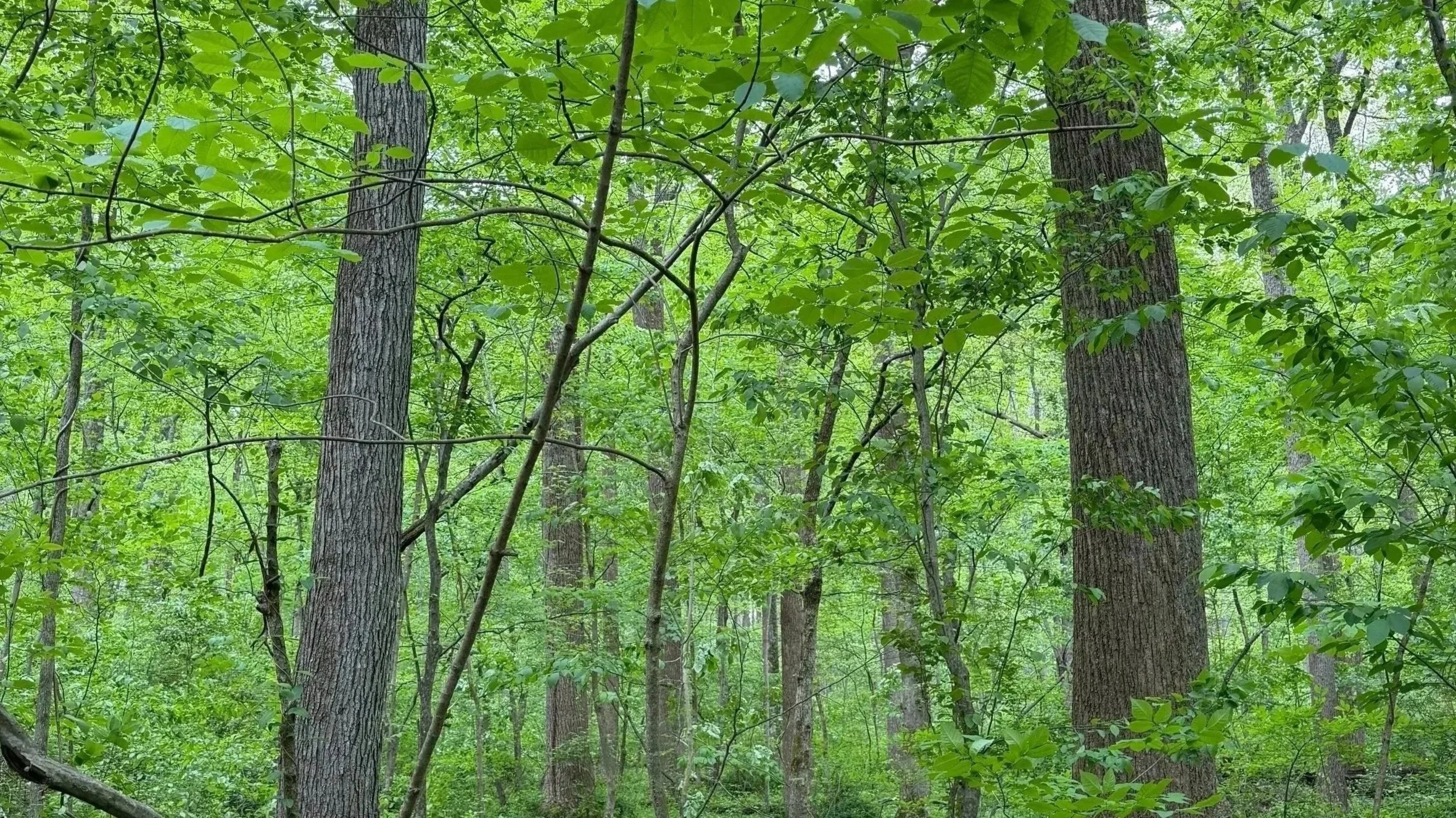 Nature as Portal · Sun., Oct. 27 · 10:30am-4pm · Cabin John, MD