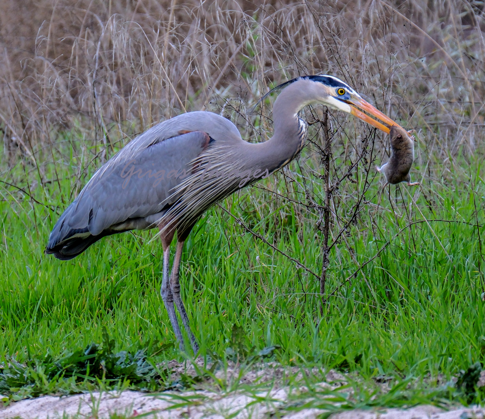 Good morning (for the bird)