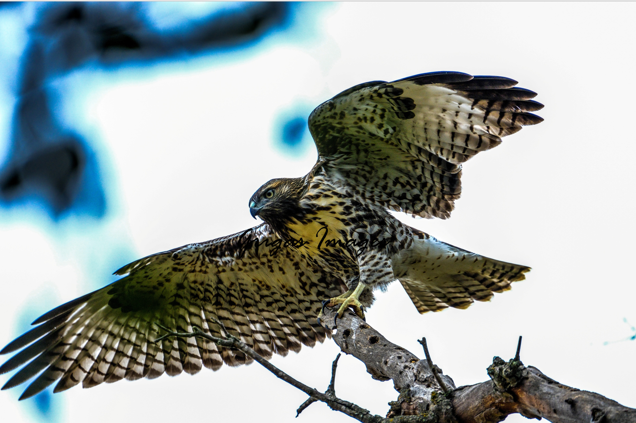 Landing