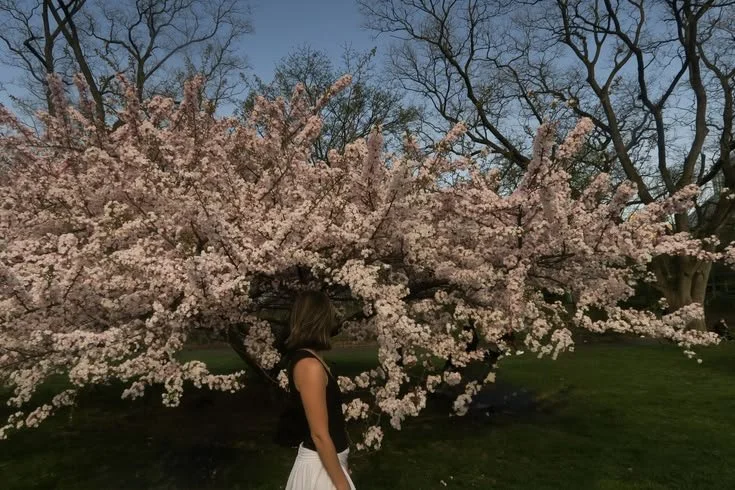 Aesthetics as Identity Signaling