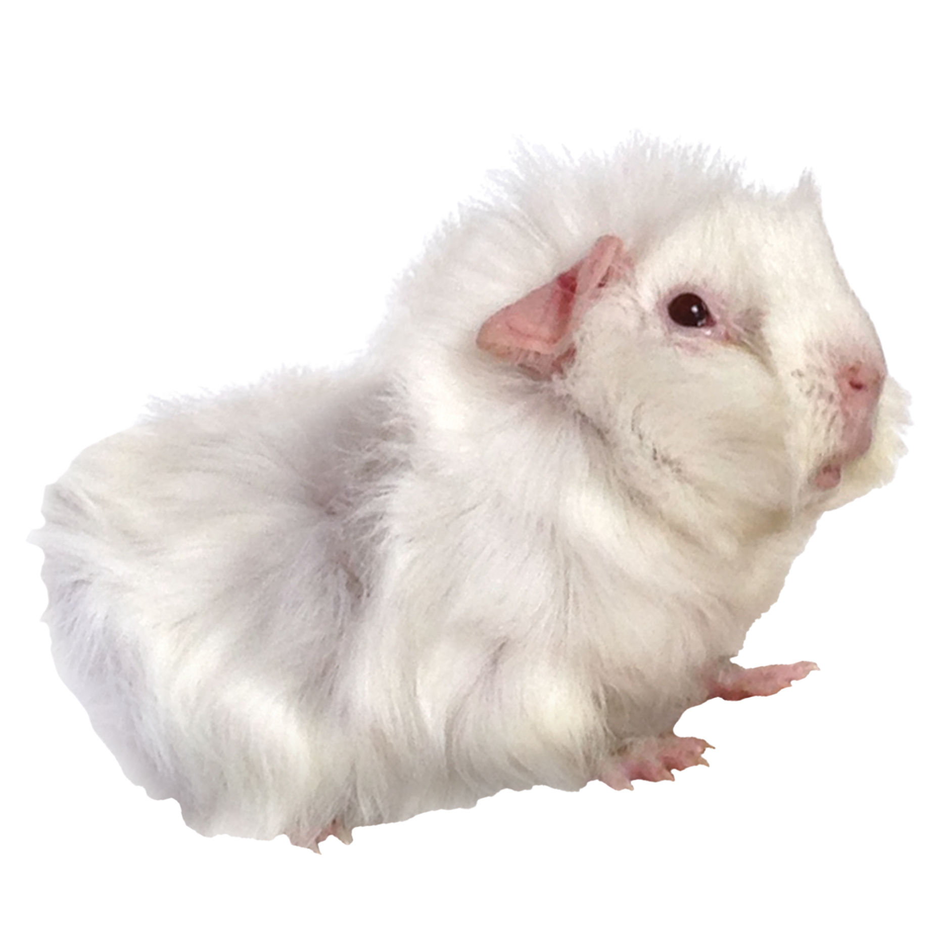 A close-up image of a white guinea pig with pink ears and a pink nose. Beef is the mascot of Beef's World HQ.