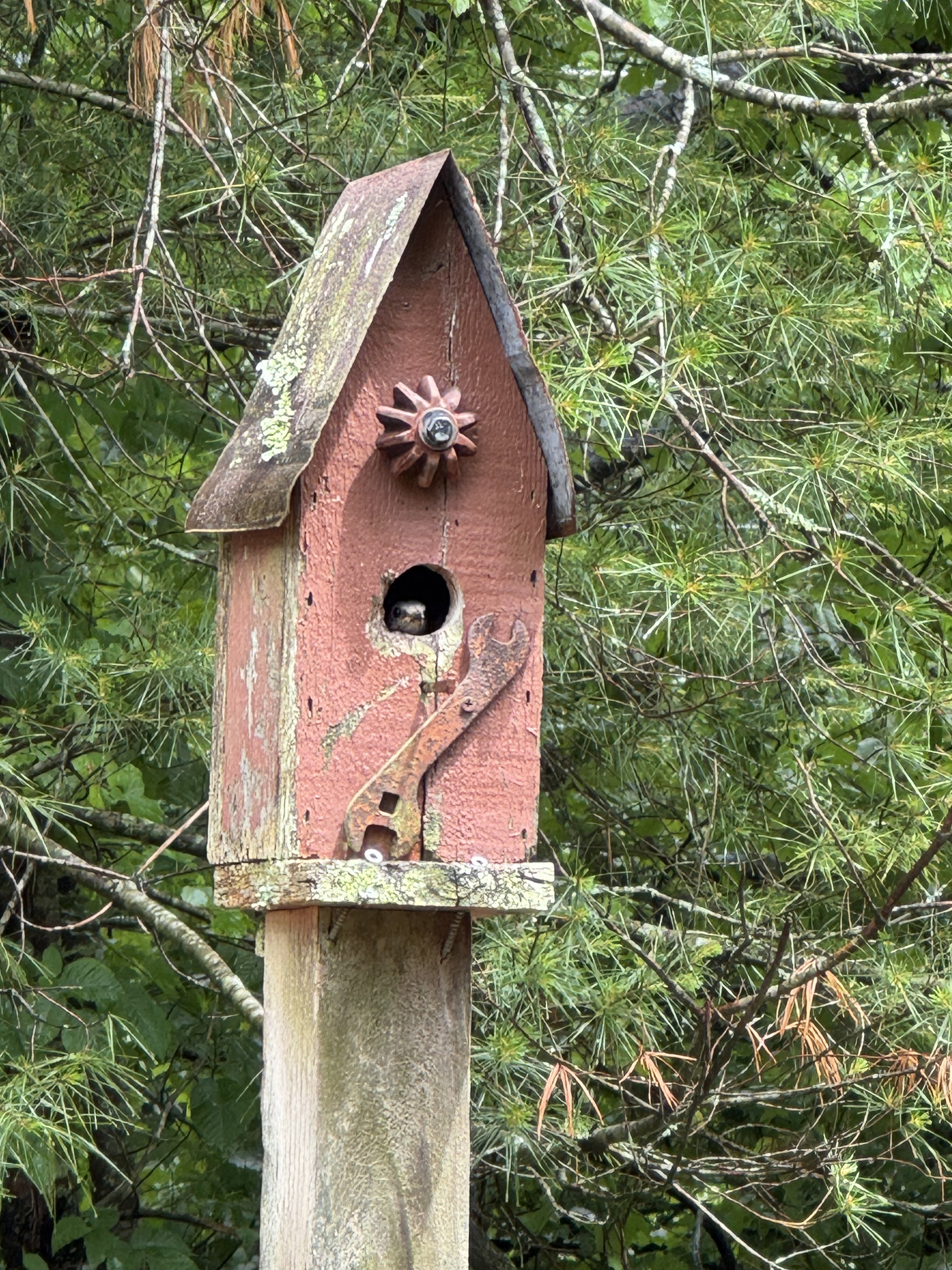 A weathered, red, wooden birdhouse with a small circular entrance and a decorative sun-shaped knob on the front, mounted on a beige tree trunk in a lush green forest with dense foliage and branches in the background.  The nesting bluebird peers out.