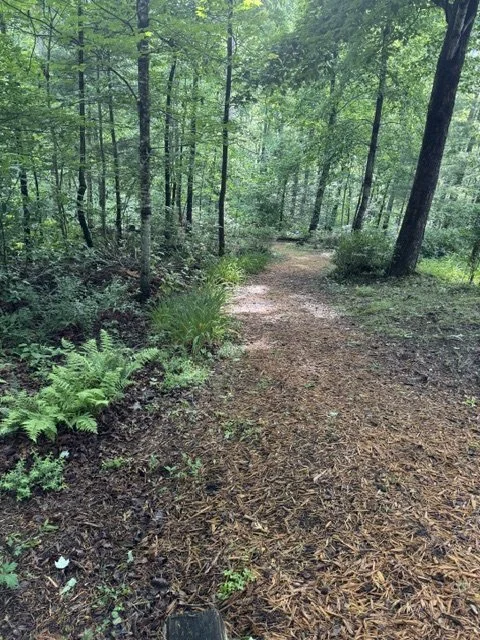 A dirt trail winding through a green forest with tall trees and lush foliage.