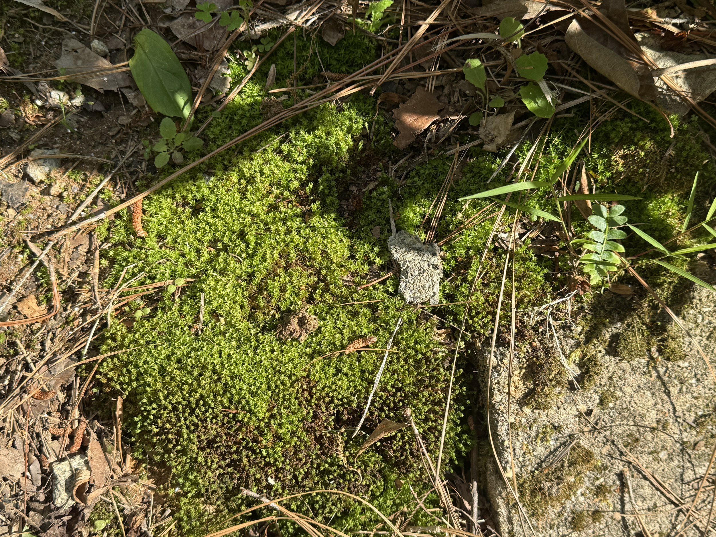 Close-up of a forest floor with green moss, scattered dry leaves, small plants, and thin twigs.