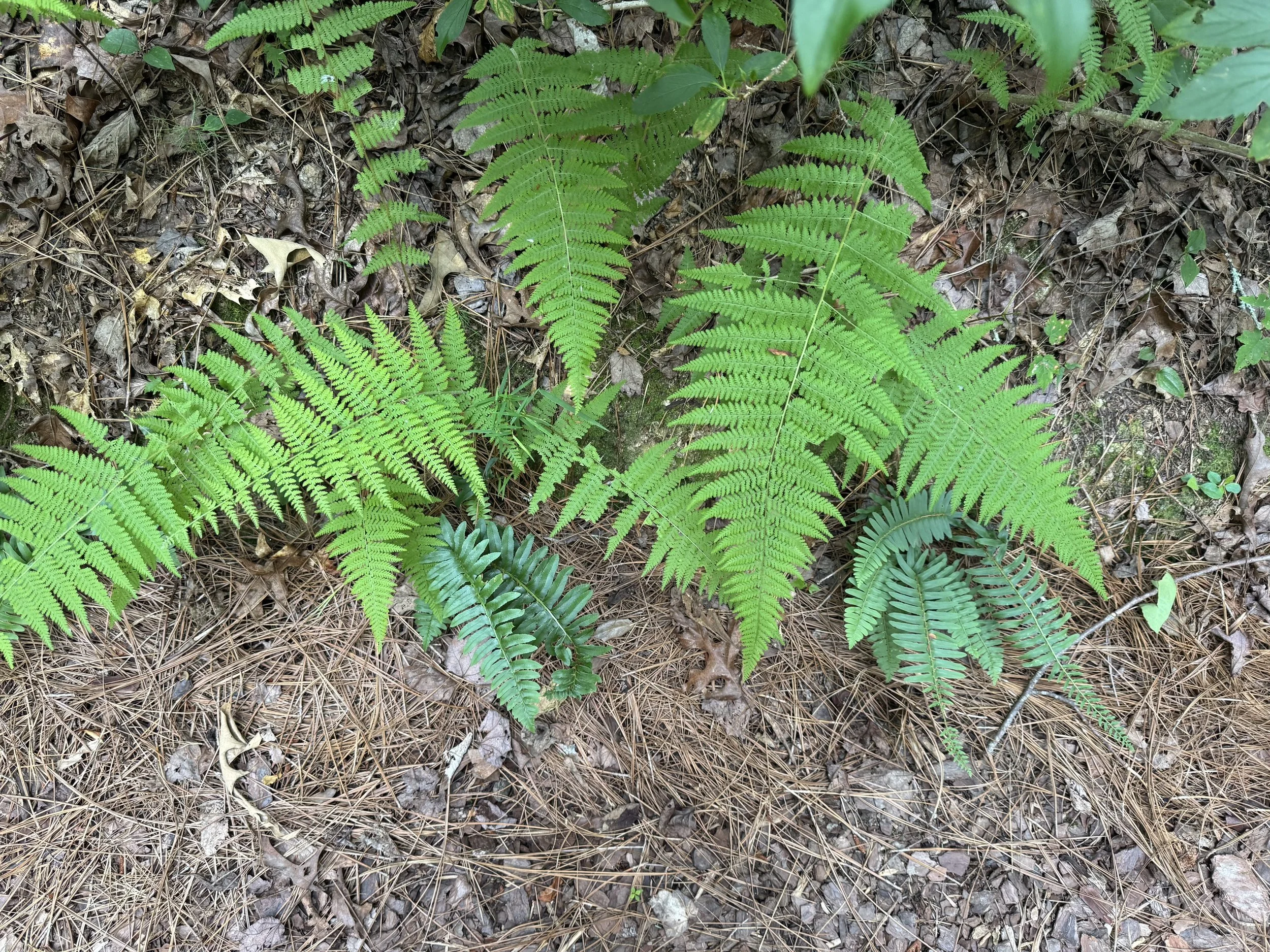 Native Appalachian ferns thriving at Shimmering Ridge Sanctuary, reflecting the property's focus on ecological stewardship and habitat restoration.