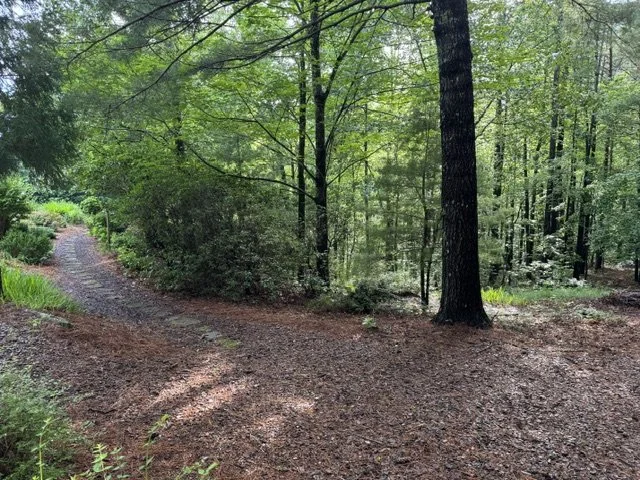 A dirt trail splits in a forest with green trees and foliage, leading in two directions.