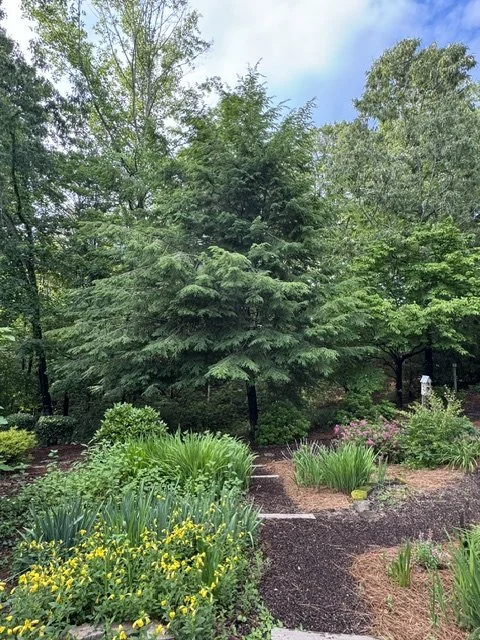 A garden with various green plants and trees, including a large evergreen tree, under a partly cloudy sky.