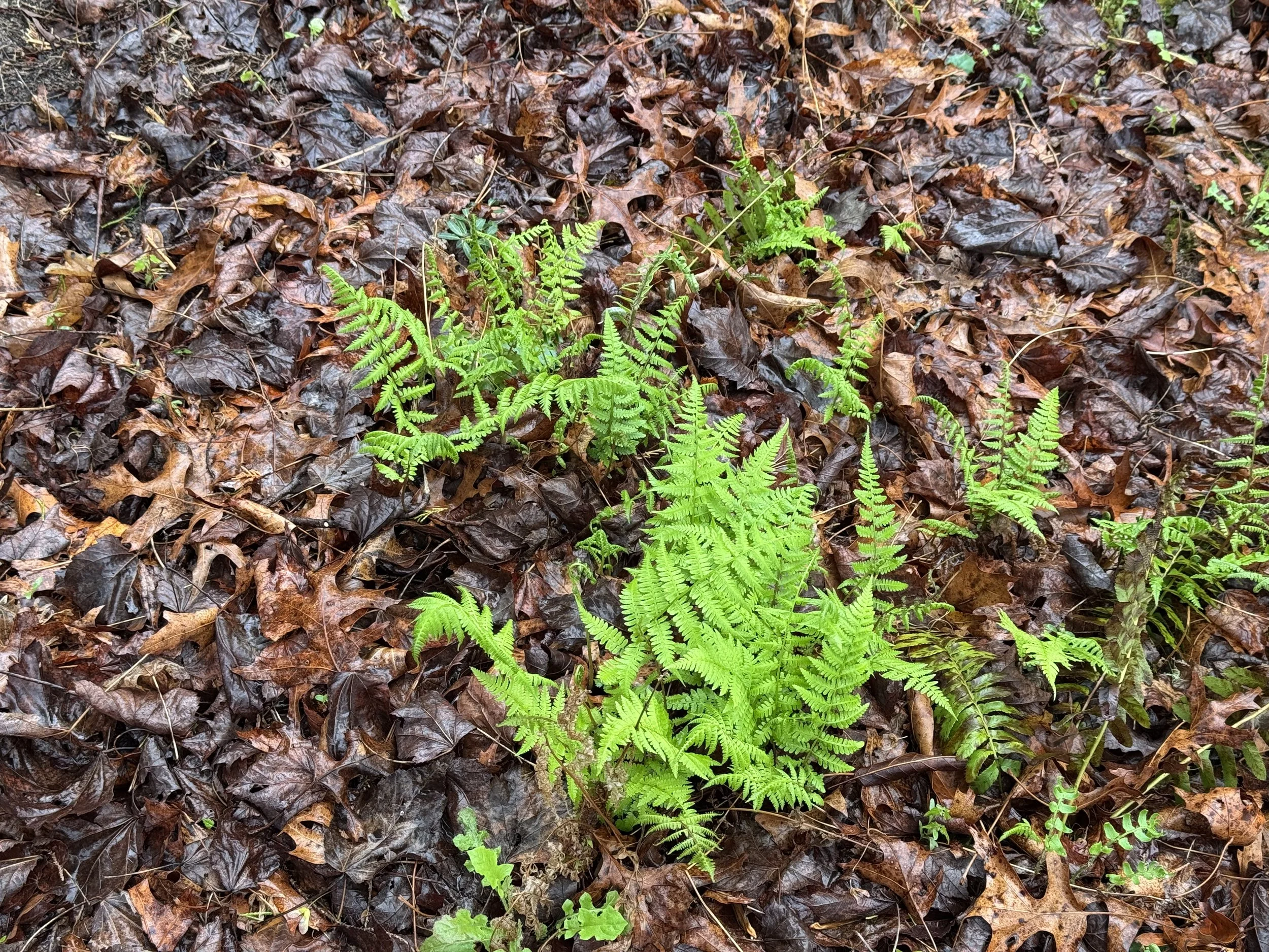 Green ferns growing among wet brown fallen leaves on forest floor.