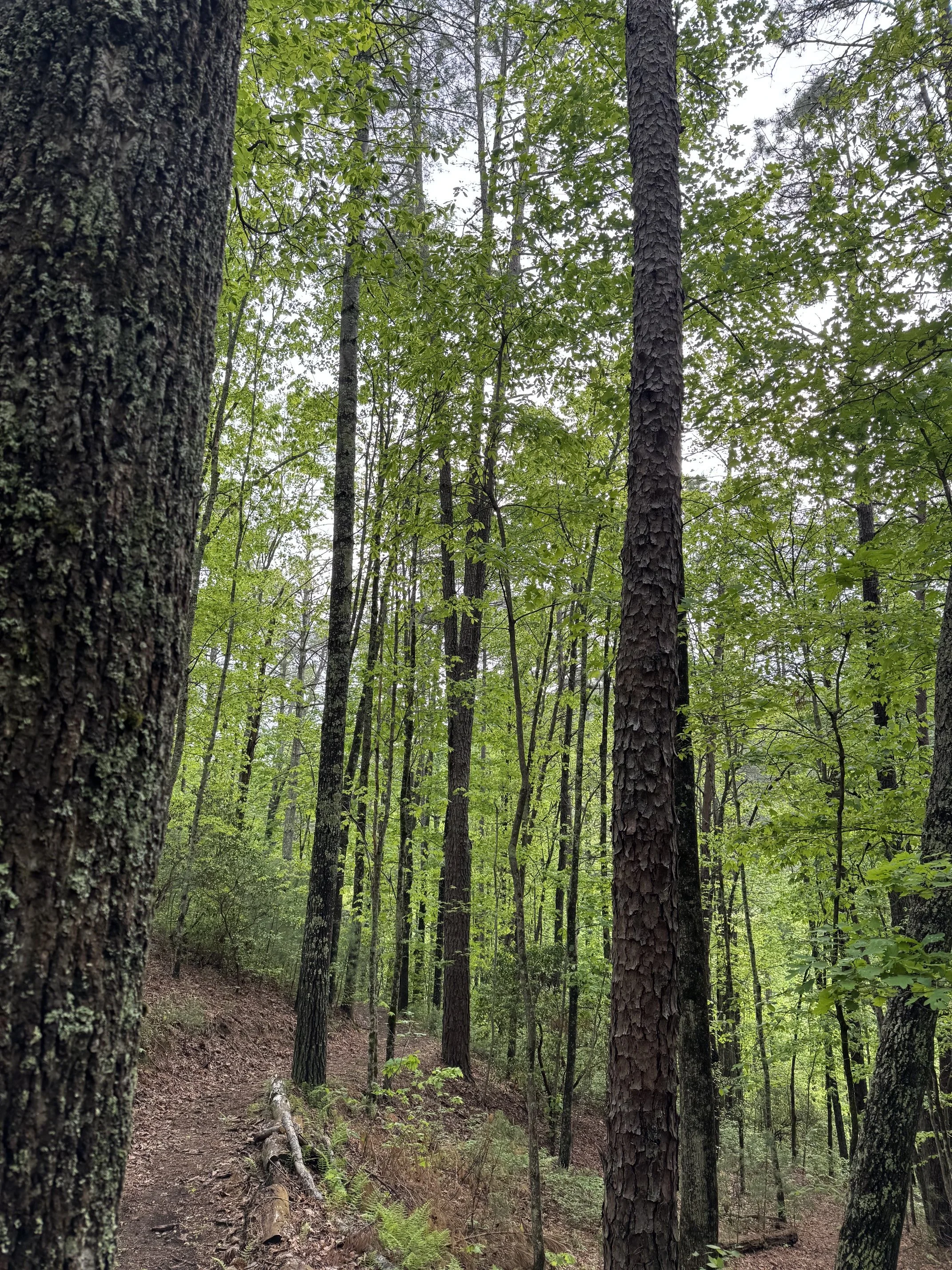 A wooded trail in a forest with tall trees, green leaves, and a dirt path
