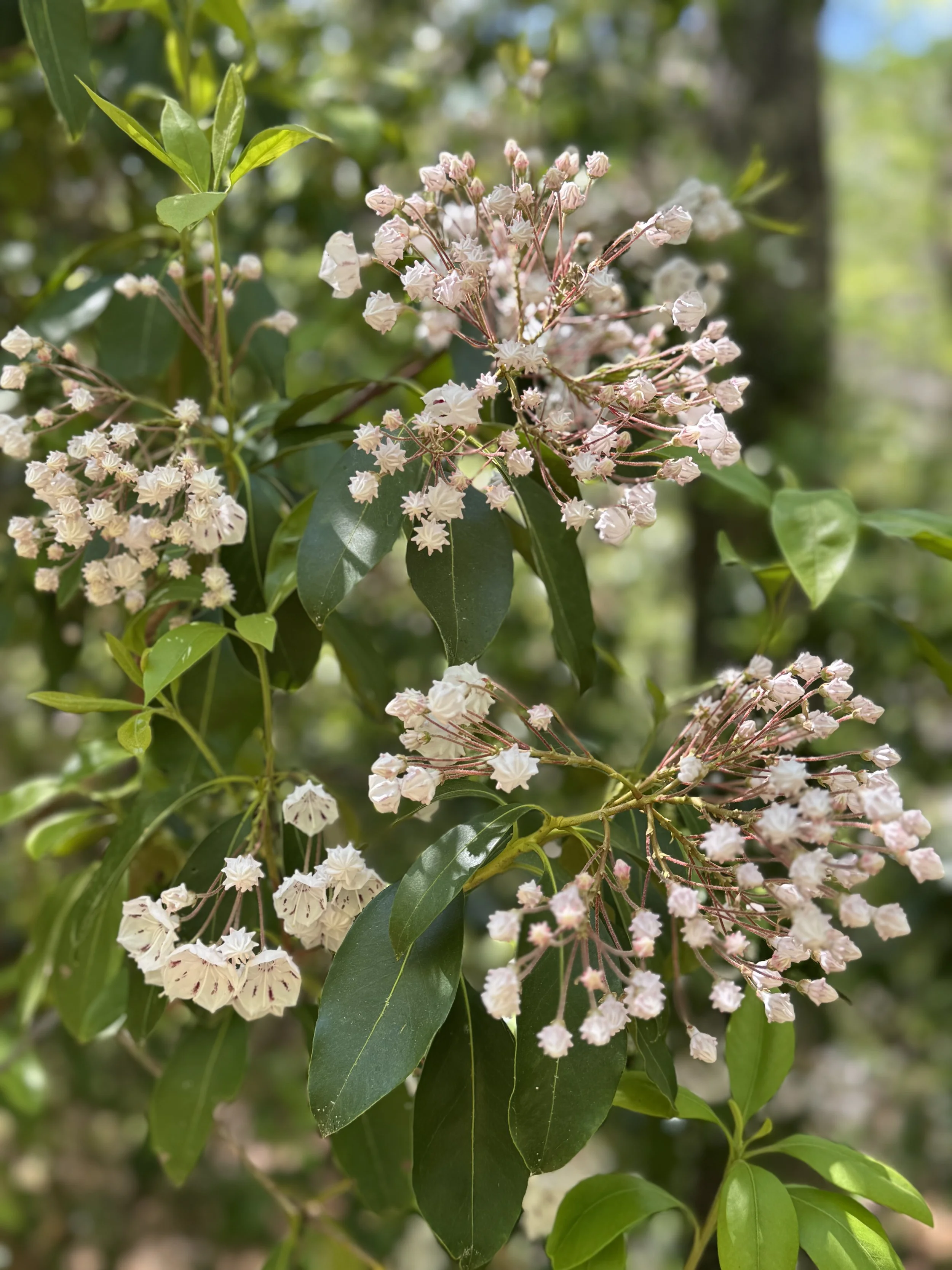 Close-up of white and pink flowers on a bush with green leaves in a natural outdoor setting.