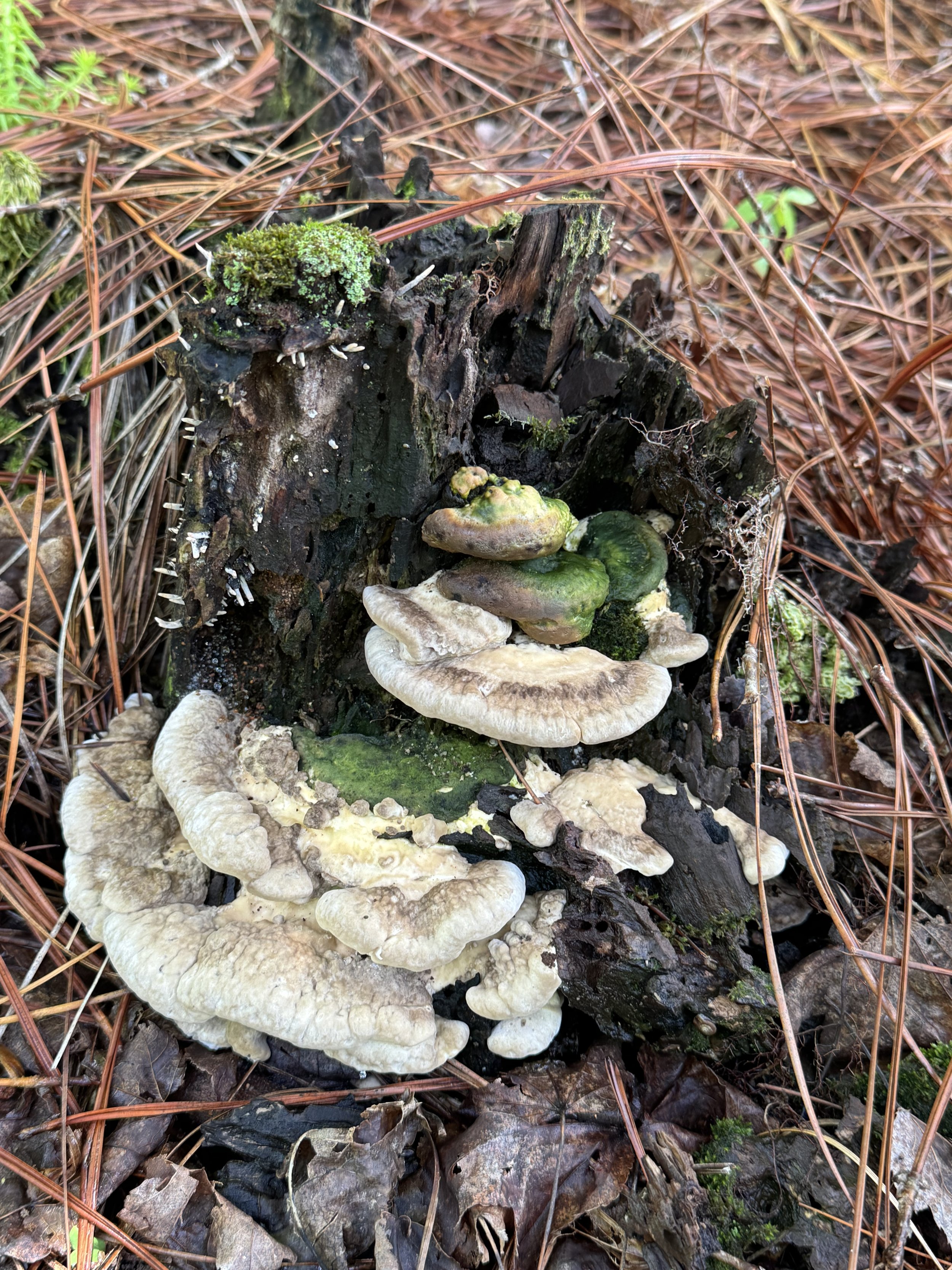 Fungi growing on a decayed tree trunk among fallen leaves and pine needles on forest floor.