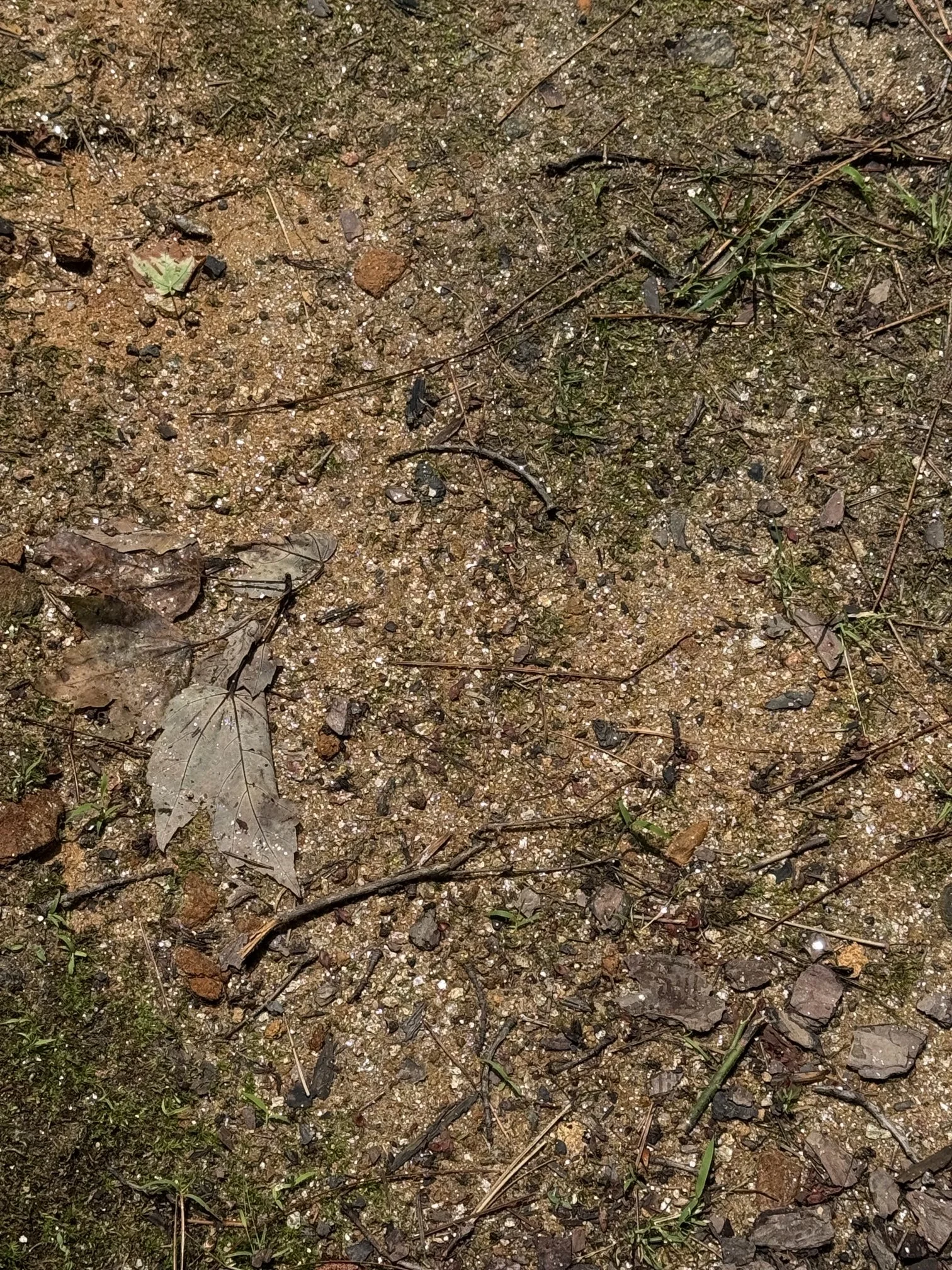 Close-up of shimmering soil full of mica, with scattered dried leaves, small rocks, twigs, and some patches of grass.