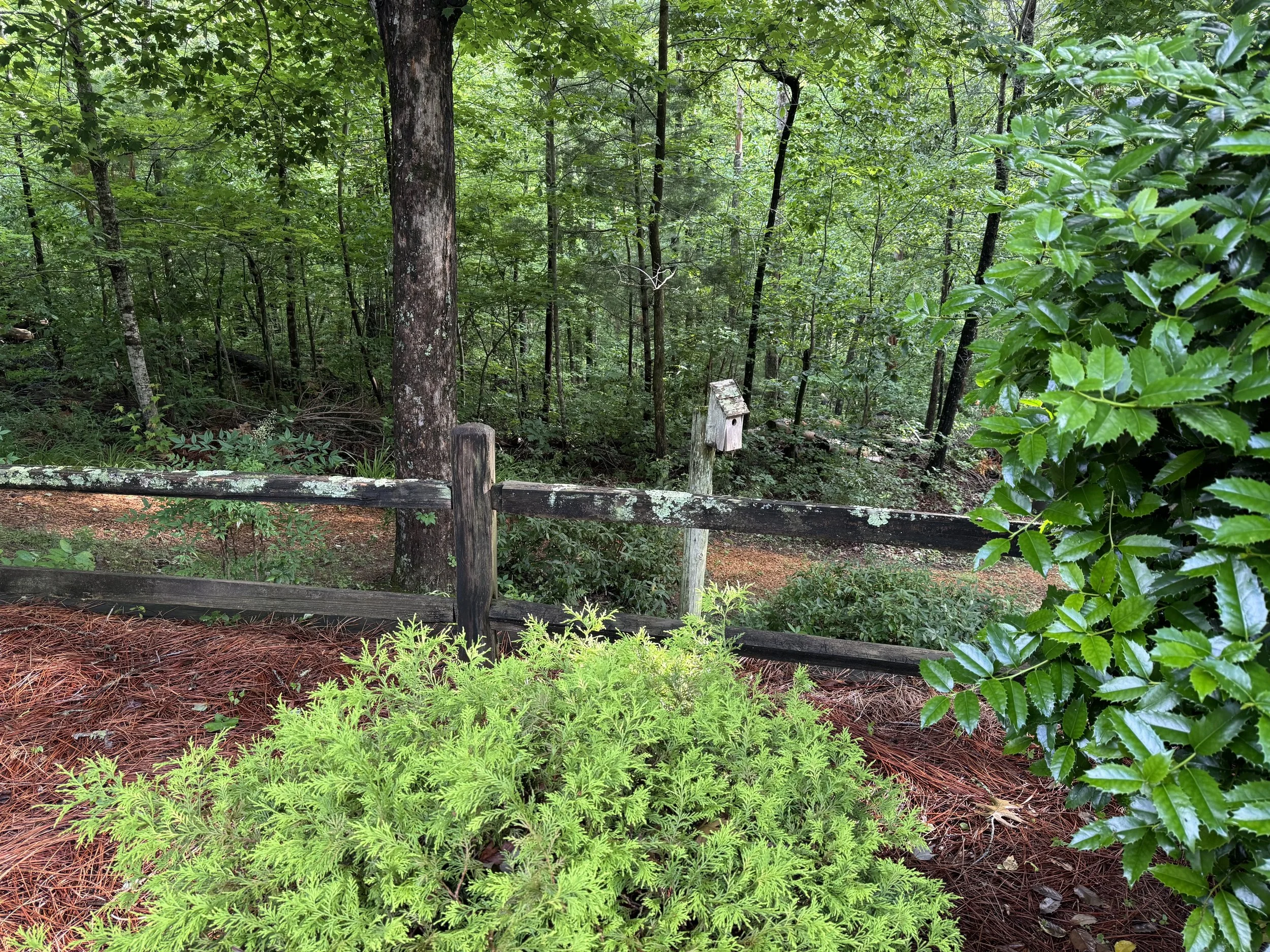 A forest scene with a tree, green foliage, a wooden fence, and a small wooden birdhouse on a post among bushes and forest undergrowth.