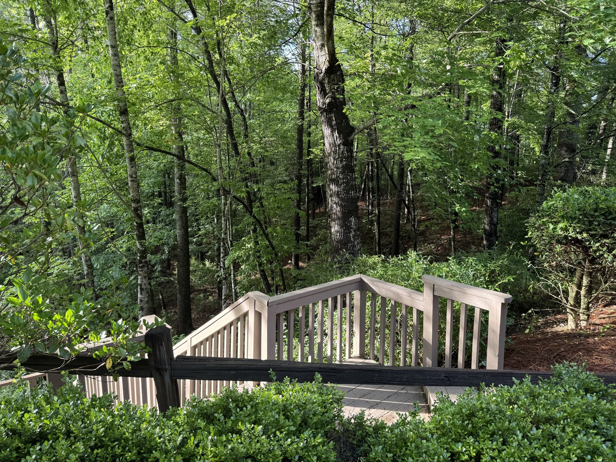 Wooden deck with a beige railing overlooking a dense green forest of tall trees and foliage.