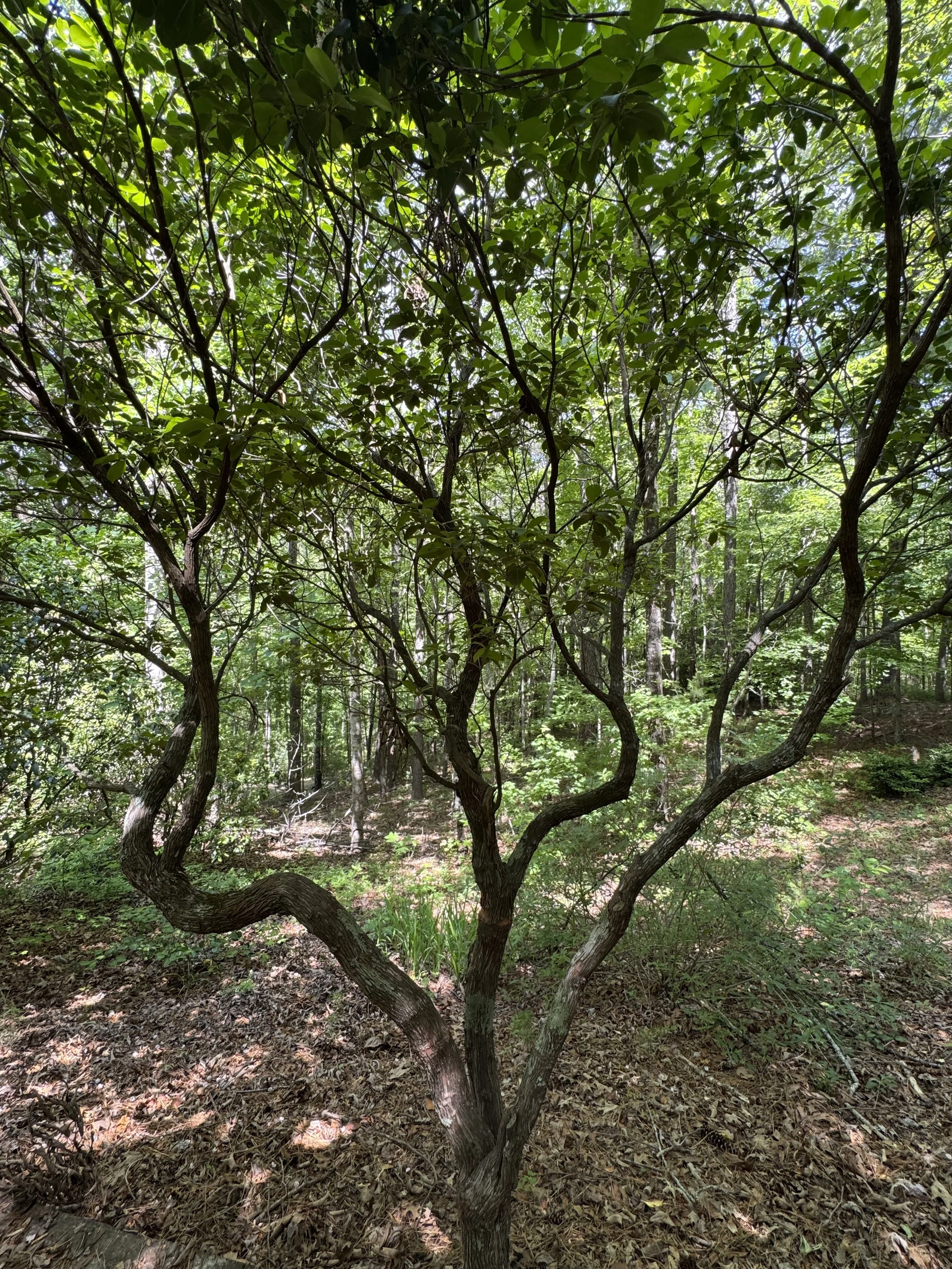 A tree with multiple twisted branches in a forest, with green leaves and sunlight filtering through the canopy.