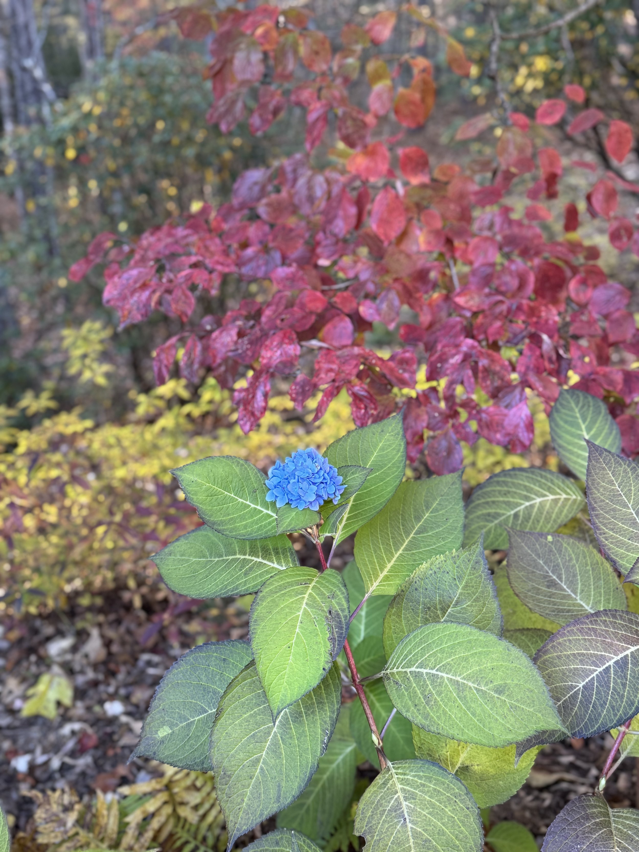 Close-up of green leaves with a small cluster of blue hydrangea flowers on a branch. In the background, red and orange autumn leaves cover the trees.
