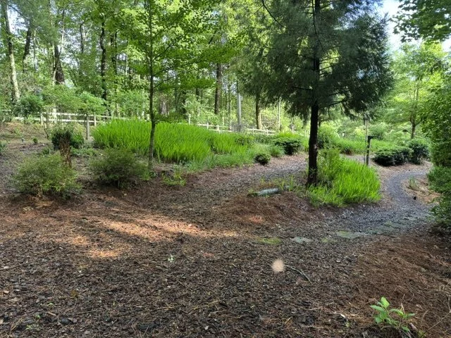 A wooded yard with a dirt pathway, green grass patches, and various trees and shrubs.