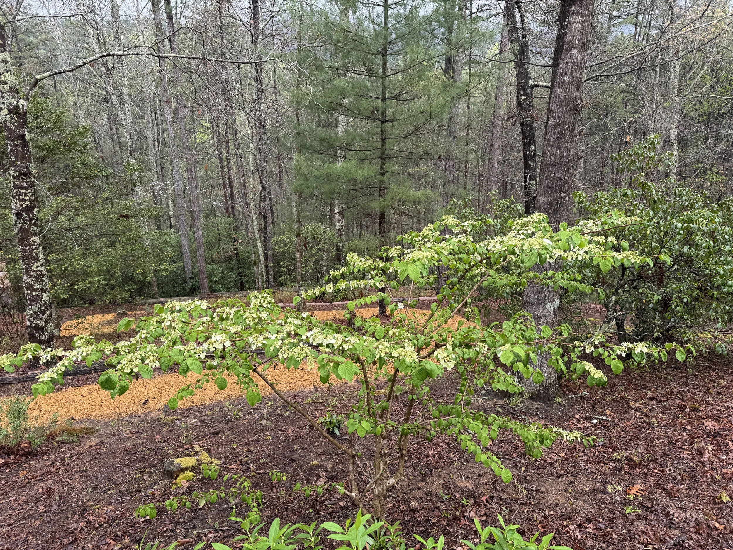 A young tree with green leaves and white flowers growing in a forest clearing with tall trees and mossy trunks in the background.