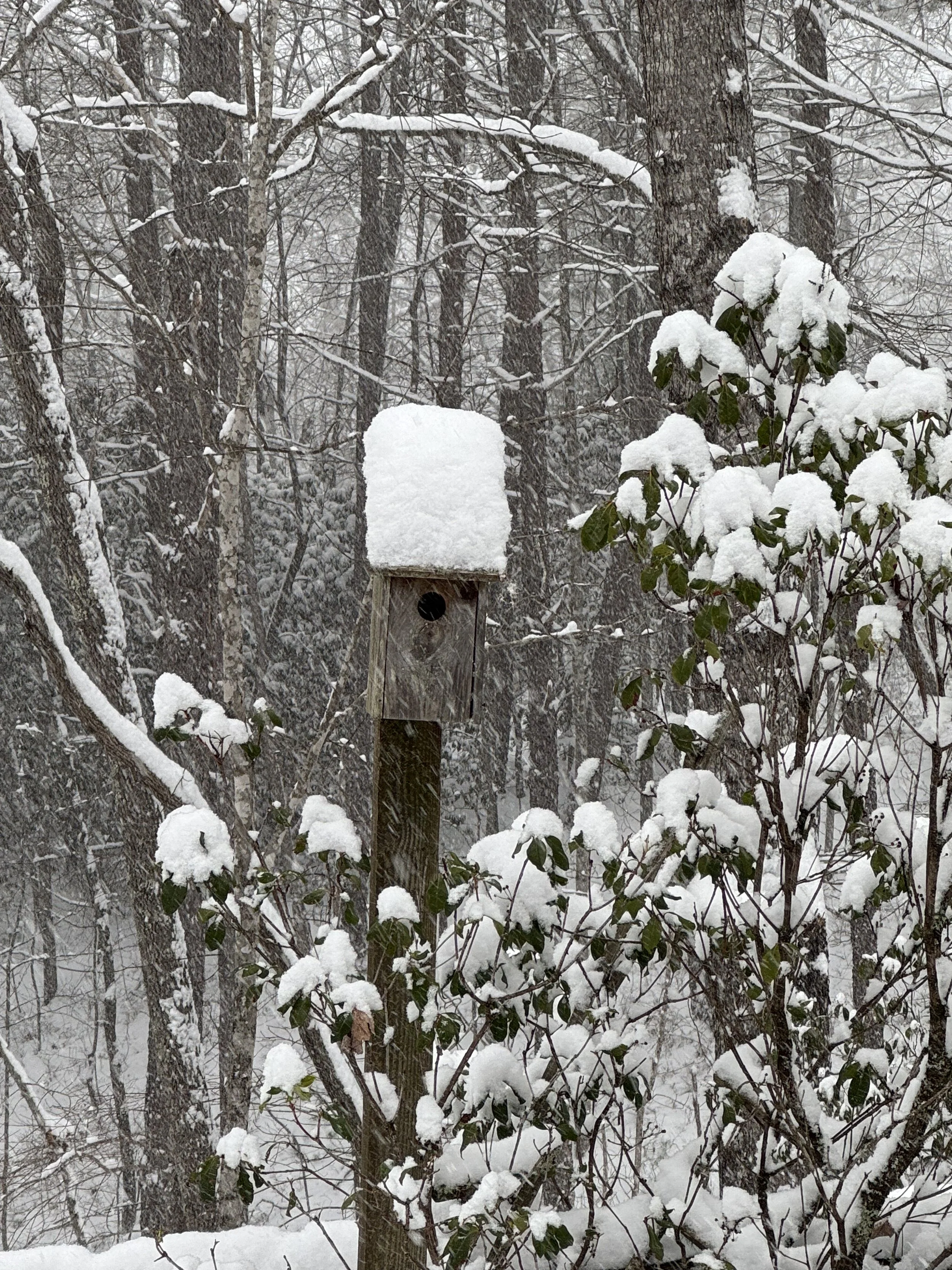 Snow-covered trees and bushes with a birdhouse in a winter forest scene.