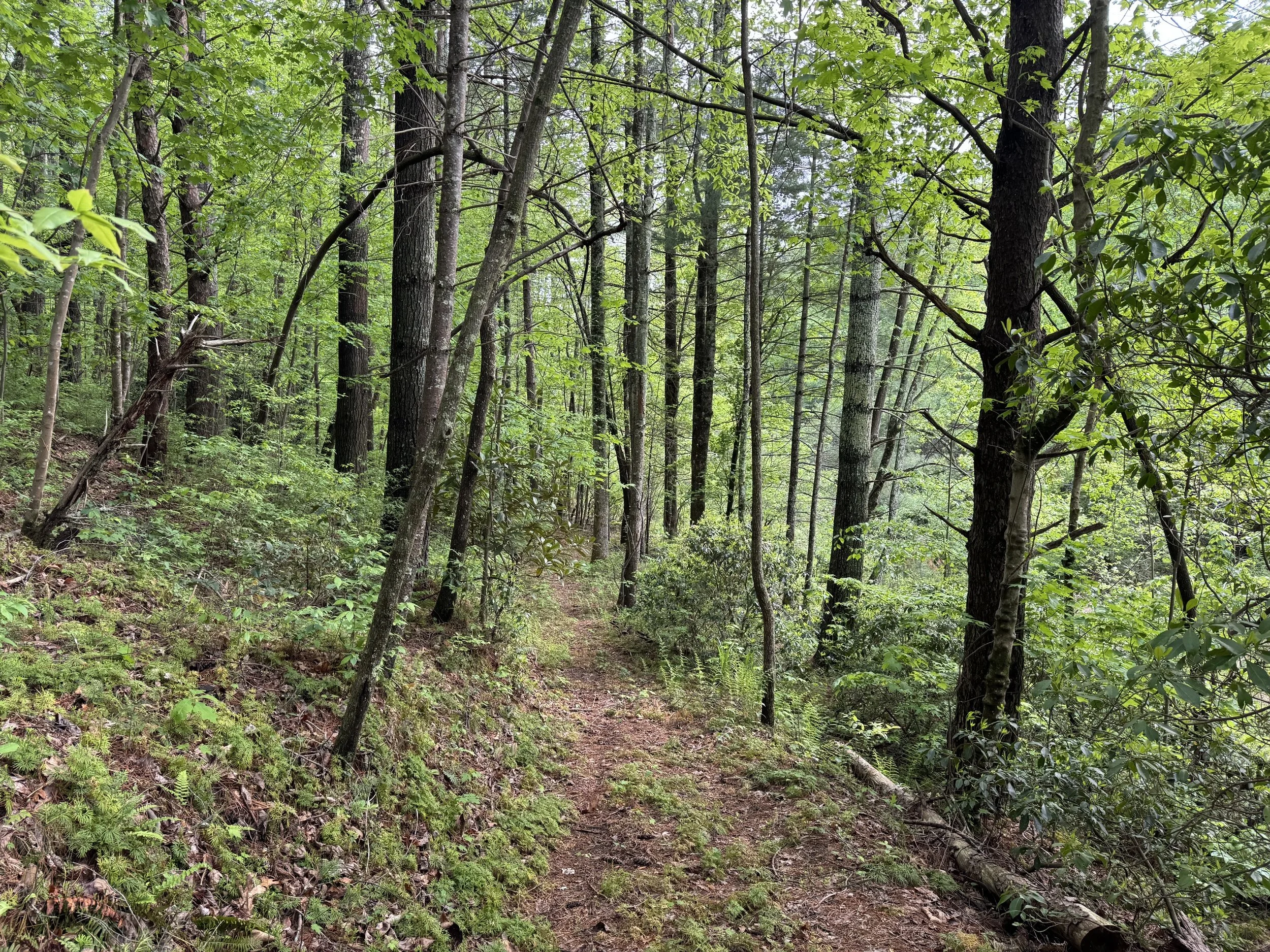 A forest trail surrounded by lush green trees and plants, with a narrow dirt path leading into the woods.
