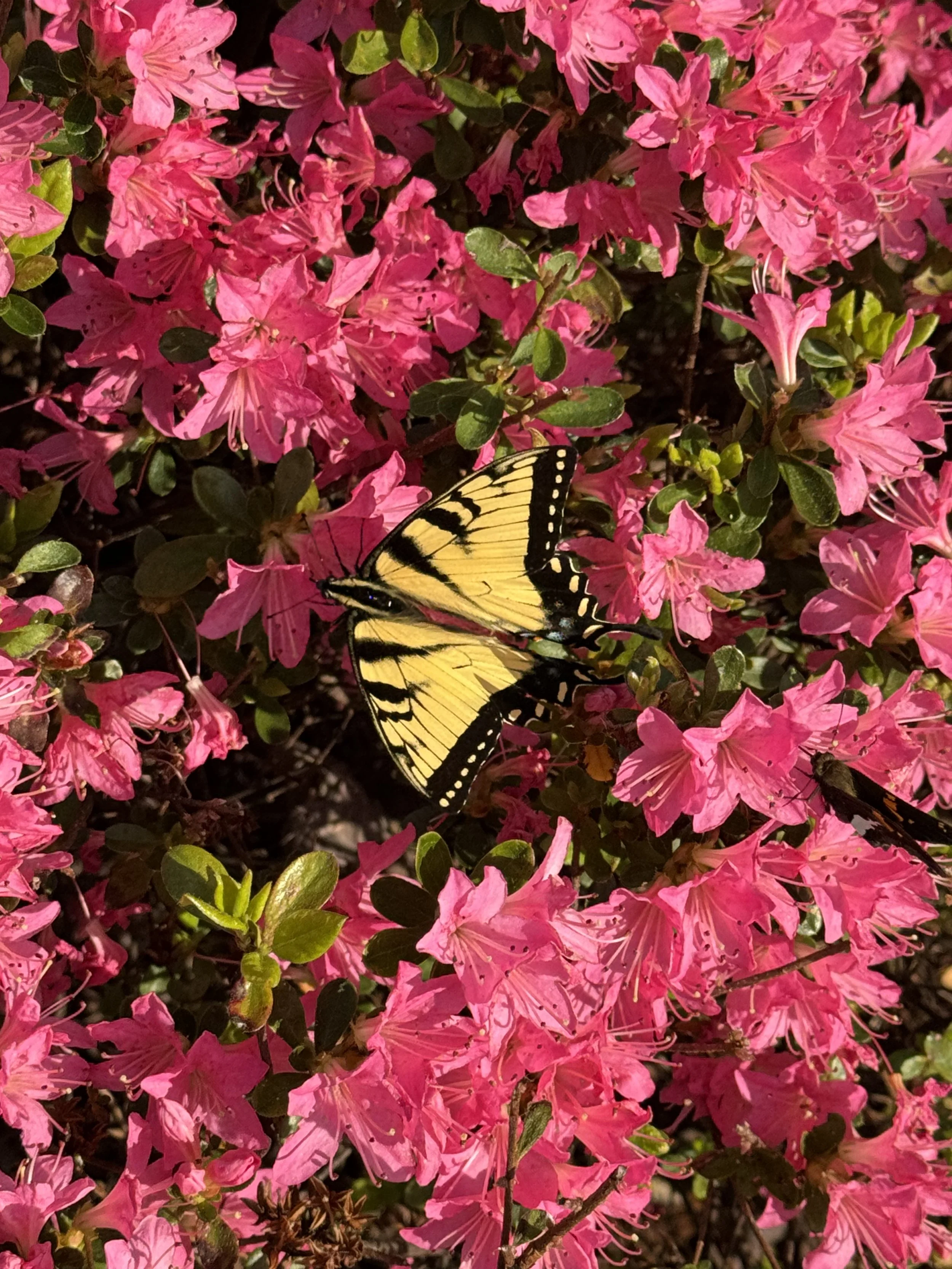 A yellow and black tiger swallowtail butterfly resting on vibrant pink azalea flowers with green leaves.