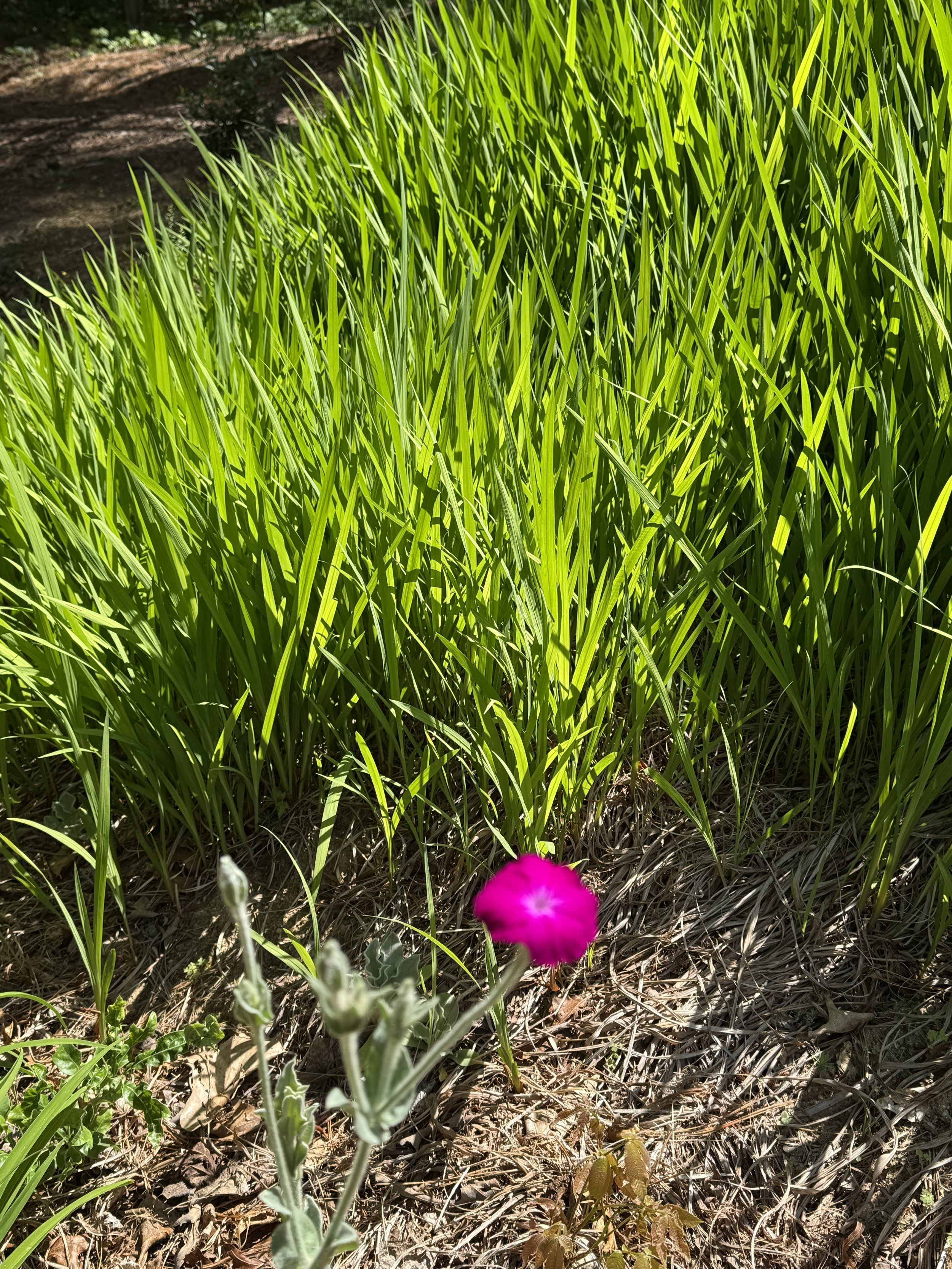Bright pink flower in foreground with green grass and dirt path in background.