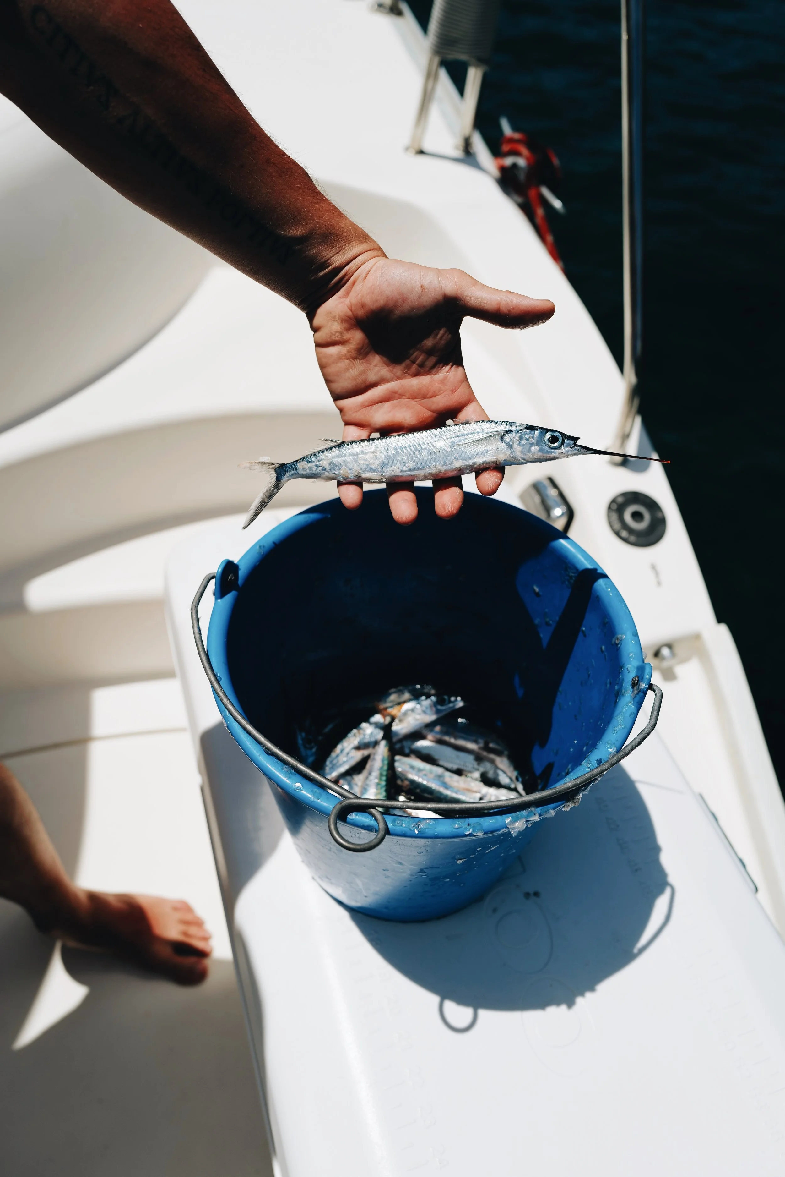 MAHI_MAHI_8.JPG