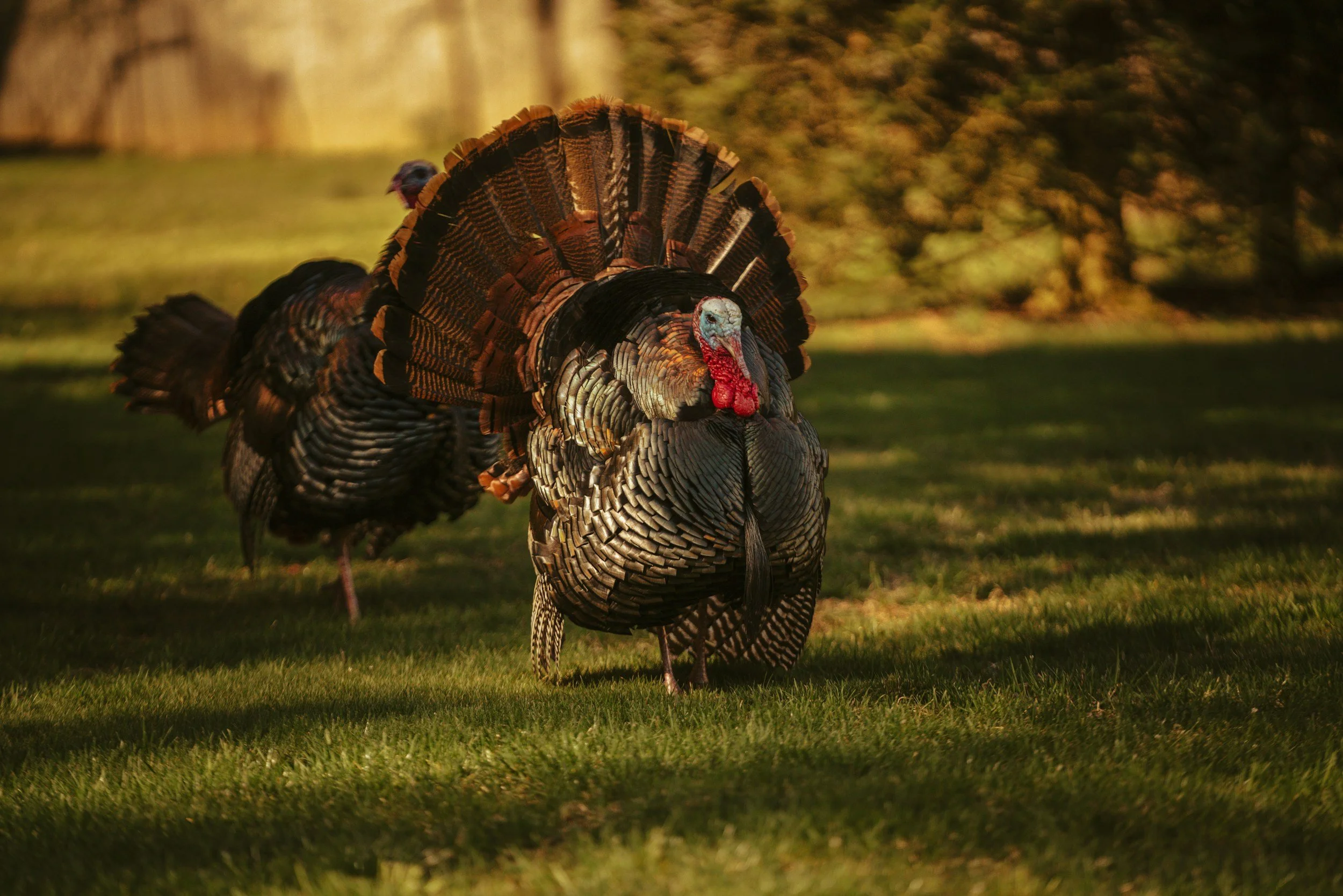 Thanksgiving Holiday