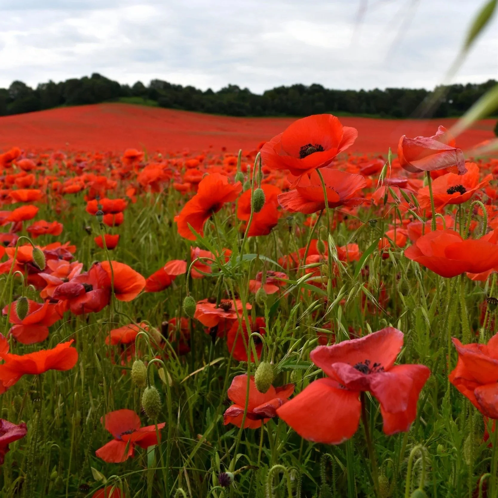 Remembrance Day