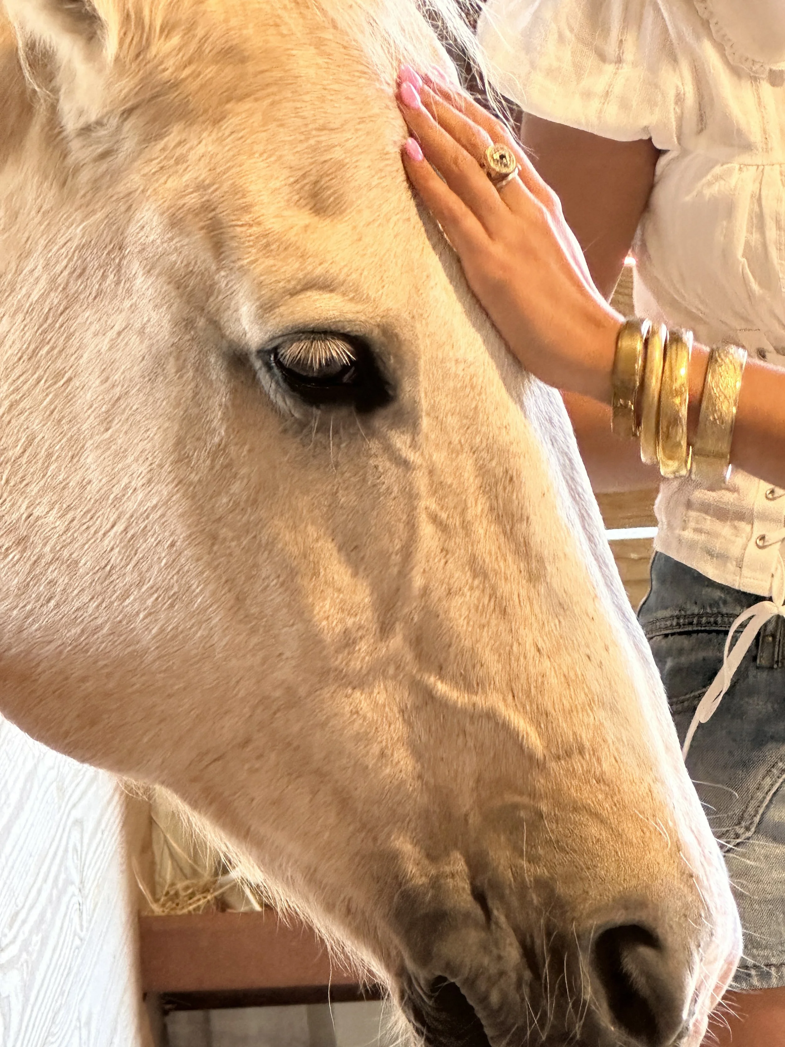 Close-up of a light-colored horse's face with a person's hand gently resting on its forehead, wearing multiple gold bracelets and a ring, in a warm indoor setting.