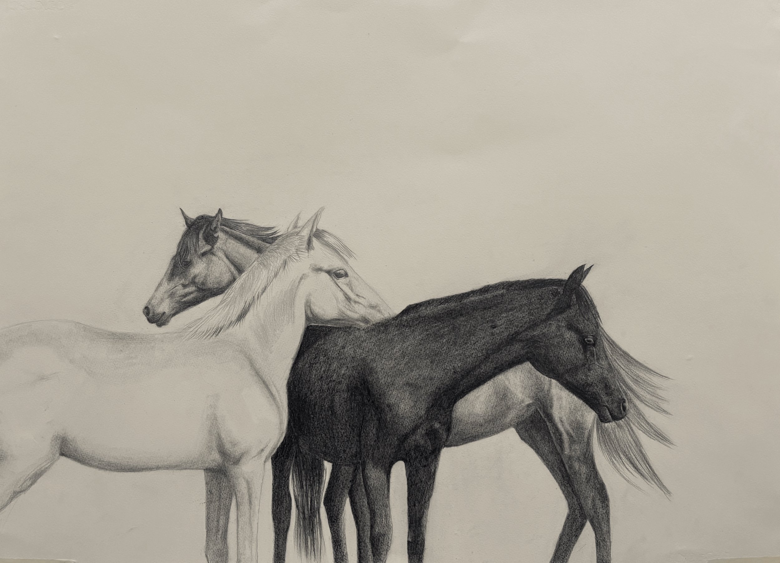 Wild Horses