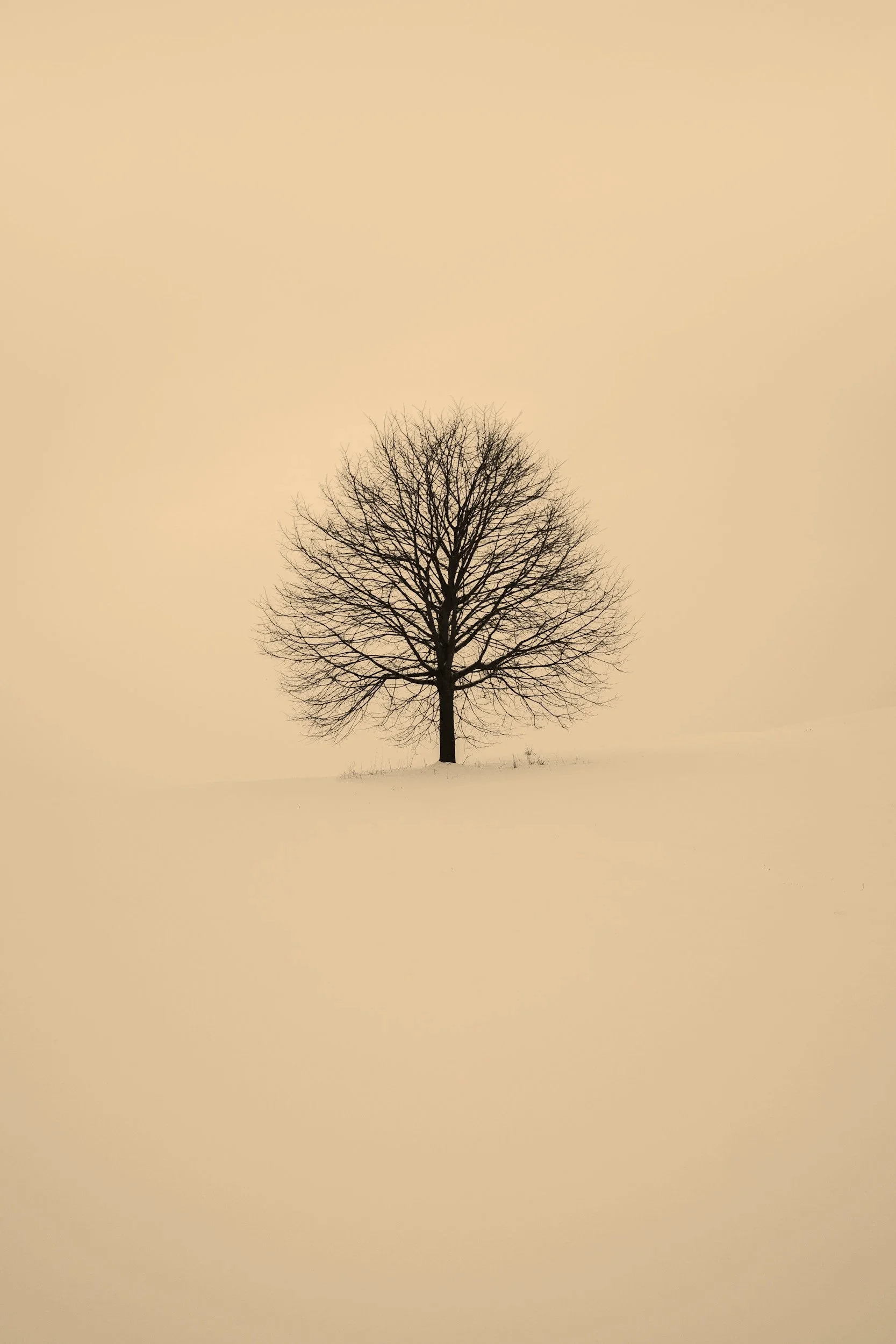 A single leafless tree stands on snow-covered ground against a pale, neutral sky.