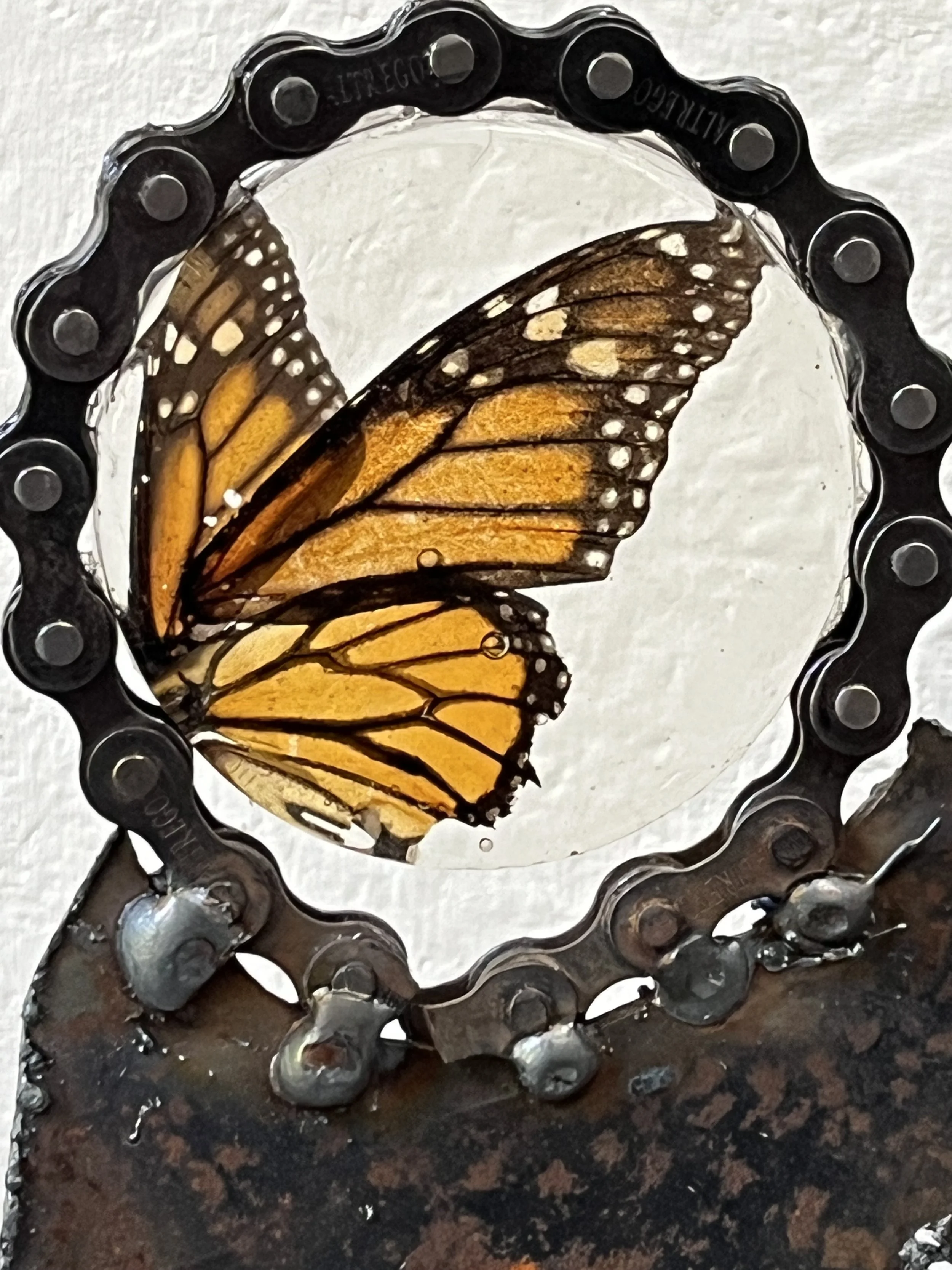 A butterfly with orange and black wings, caught in a metal chain, visible through a glass or transparent surface.