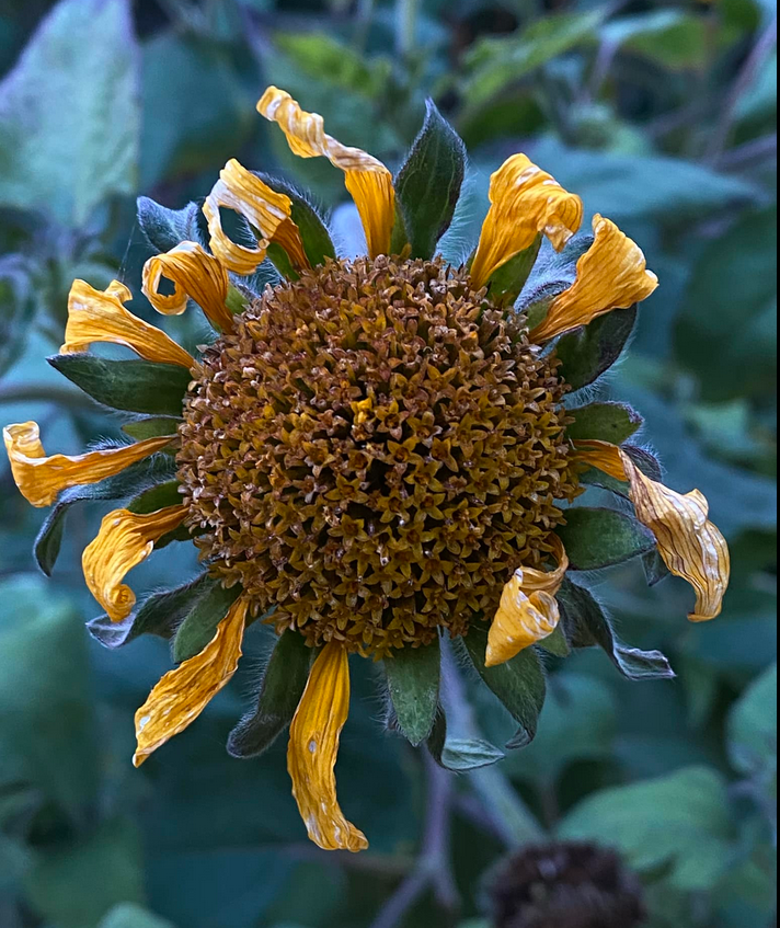 A wilted sunflower with yellow petals and a brown center, surrounded by green leaves.