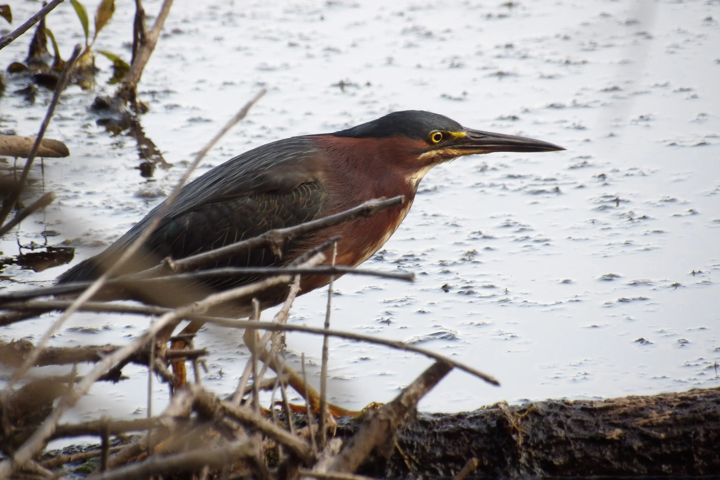 A heron standing on the muddy shore near water, surrounded by branches and twigs.