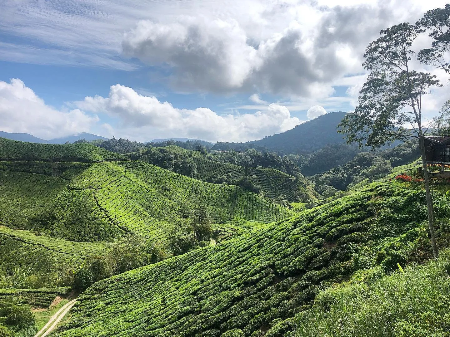 Throw back to the 16 months of traveling I did in 2019/2020 (pre-pandemic) that saw me going to countries like Malaysia. Absolutely adored every second in the Cameron Highlands, trekking in the jungle and the Tea estates 🌱🇲🇾
&bull;
#malaysia #came