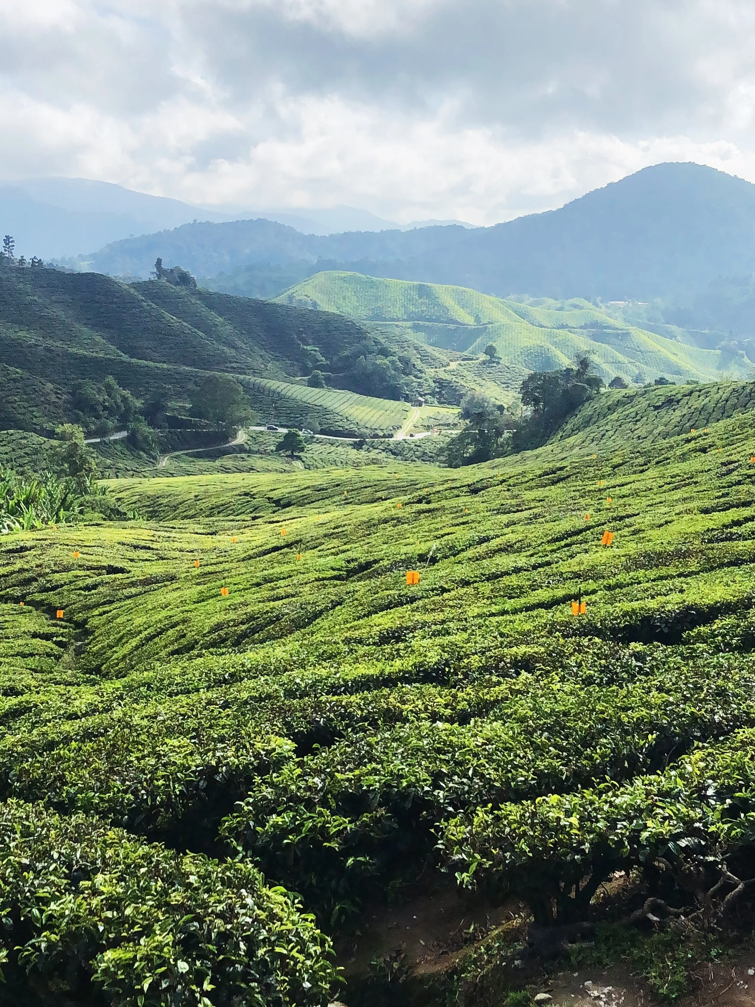 I stayed in the Cameron Highlands in 2019 after months spent travelling in the heat. I needed cool air, and rest. 

Tanah Rata was the perfect place for both. 

Misty mountains of rainforest, tea plantations, early mornings with Earl Grey, hitchhikin