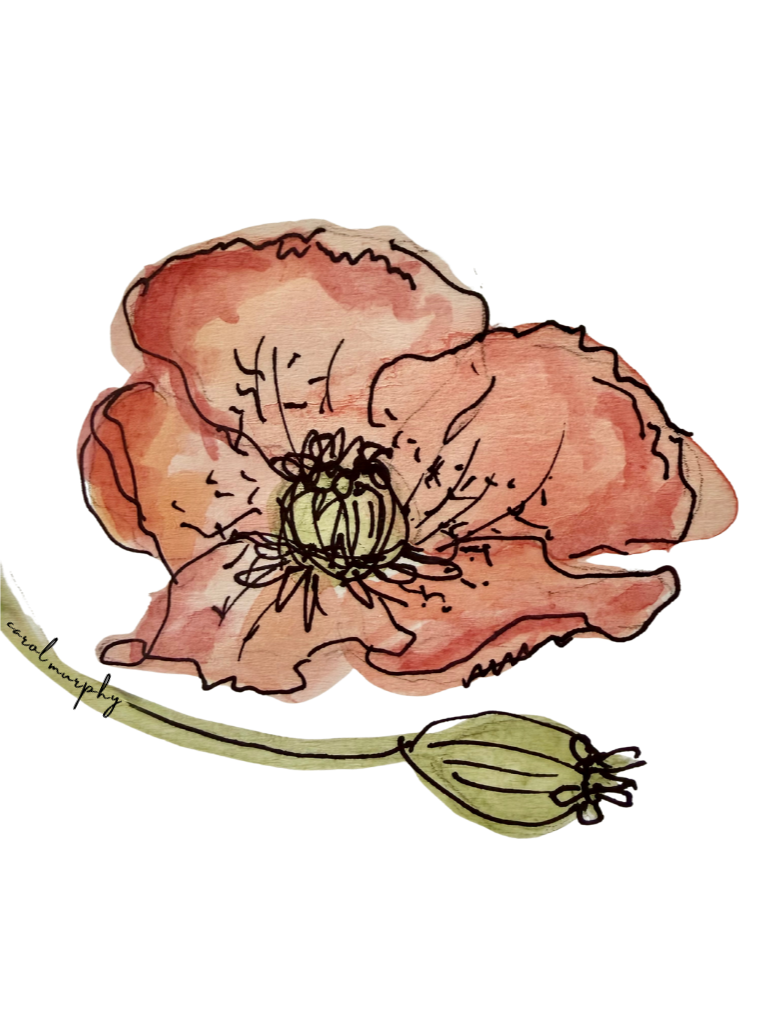 Poppies and Pretties