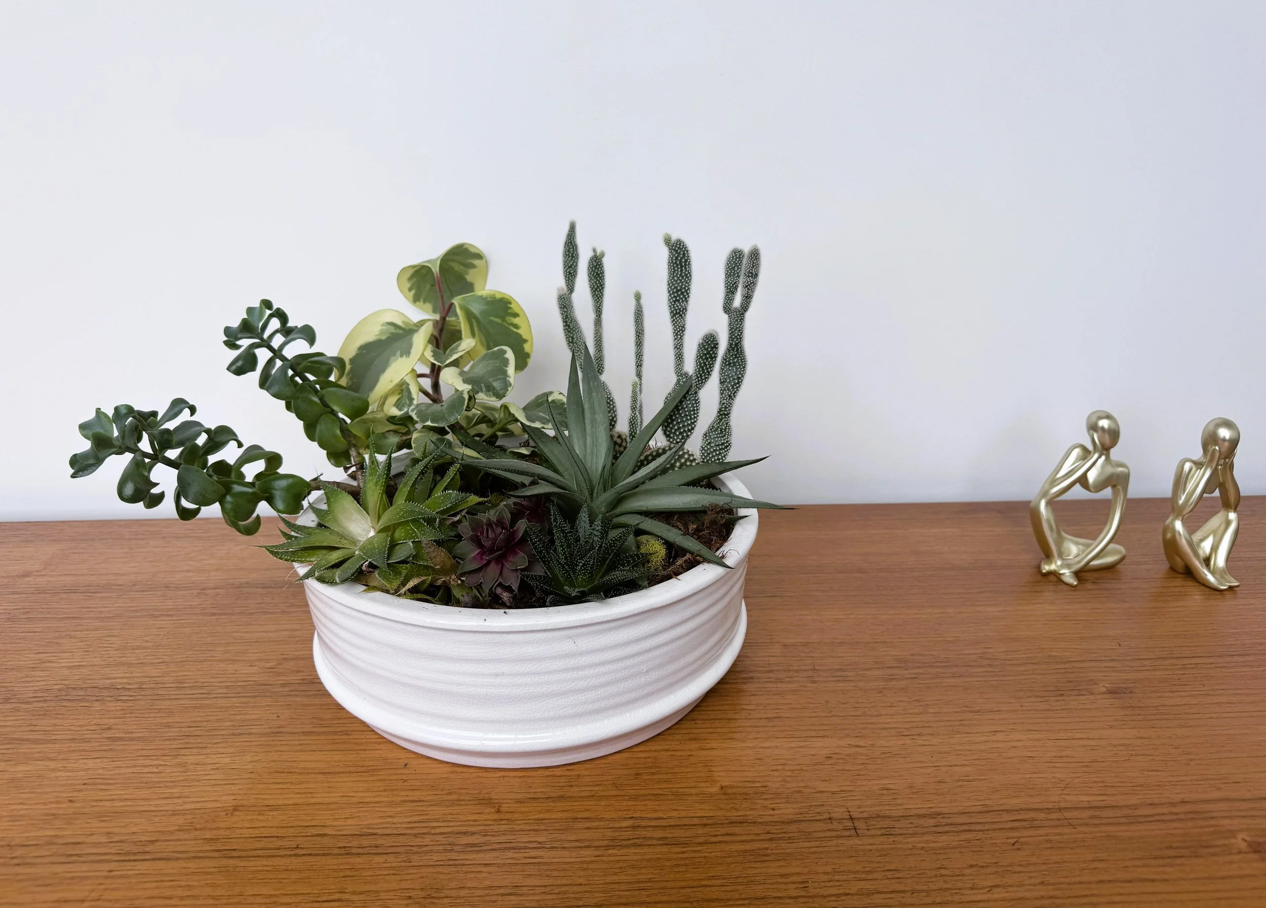 Cacti plants.jpg