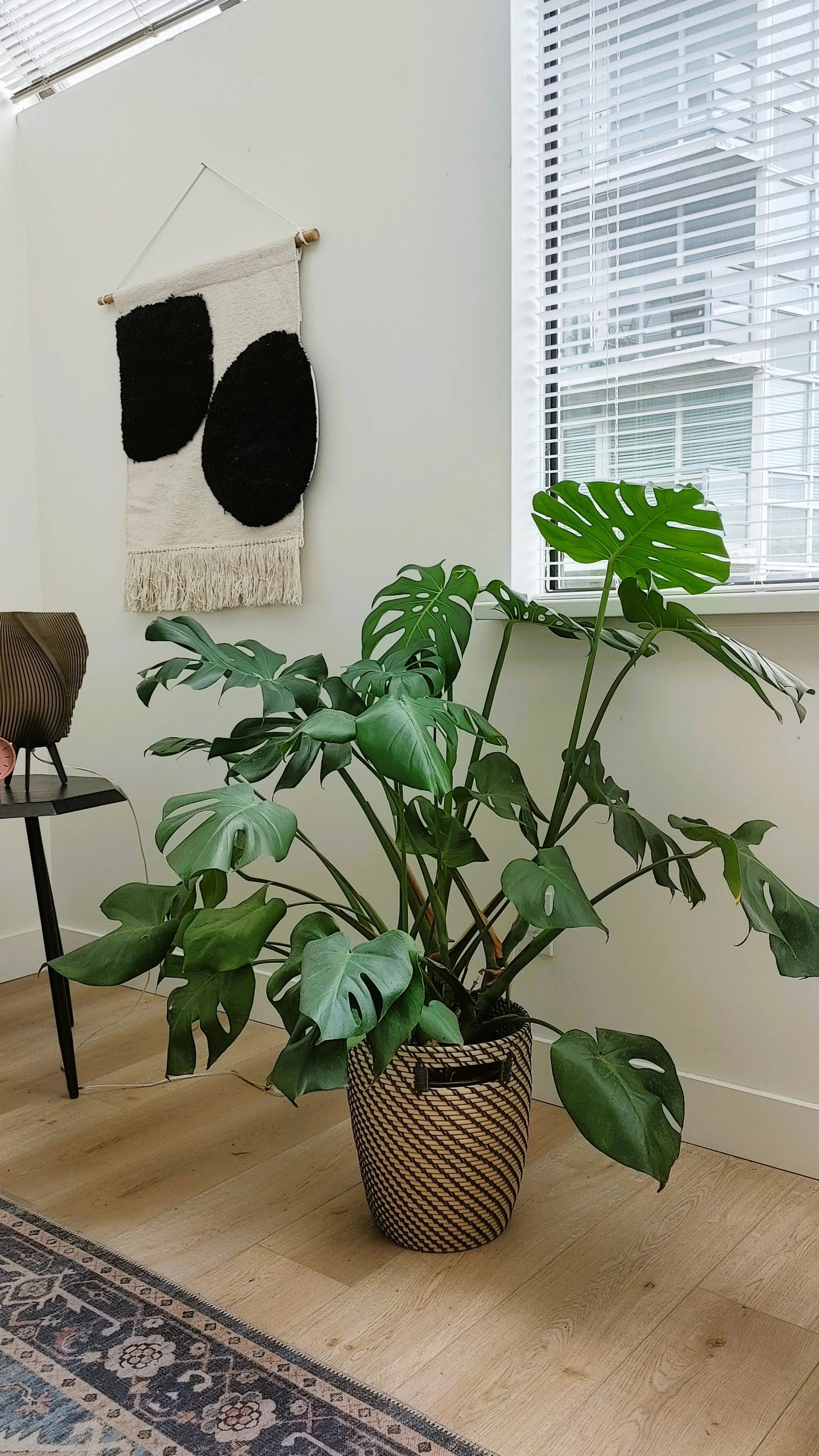 plant.jpg