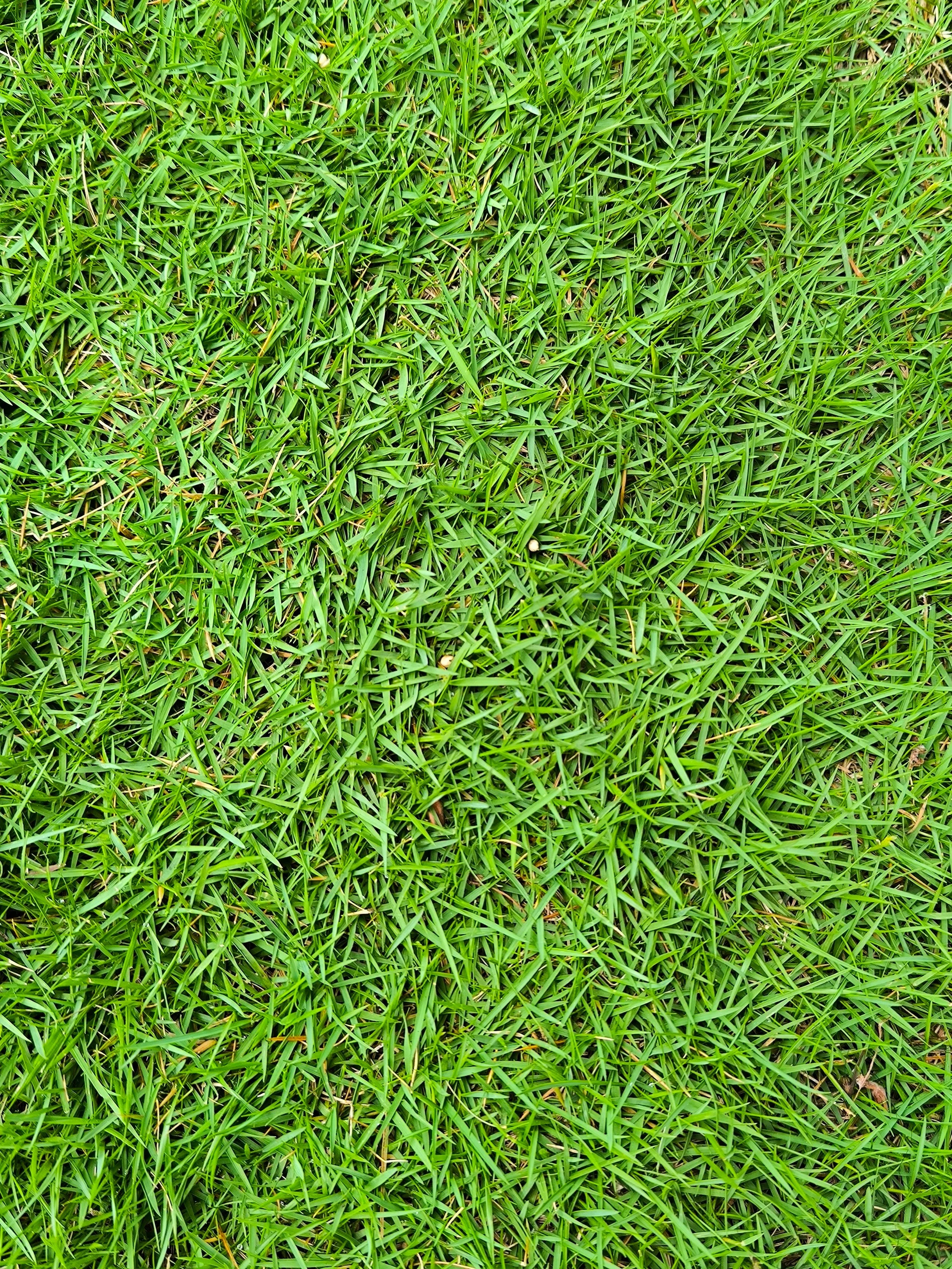 ZOYSIA