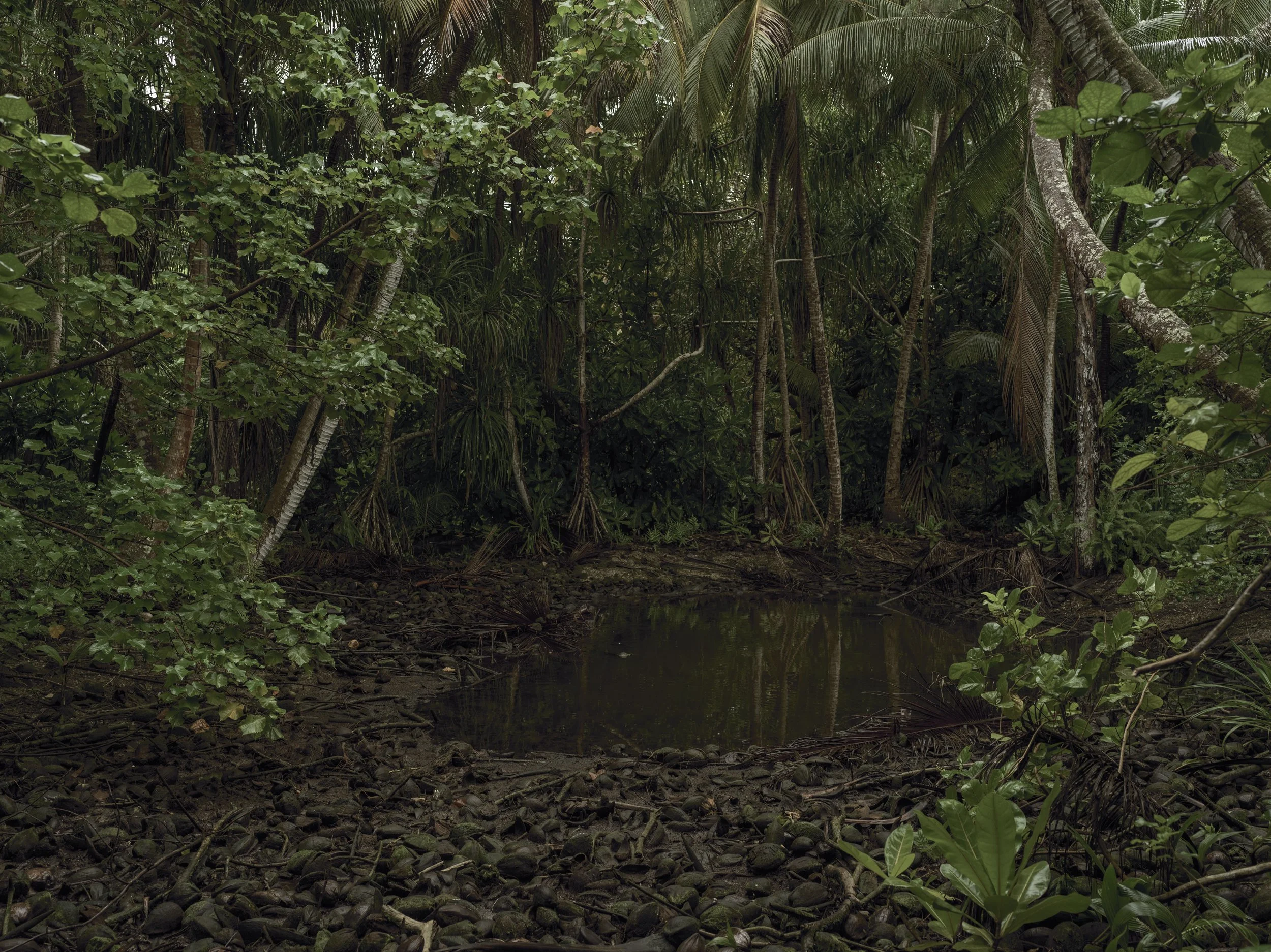 Dense tropical jungle with lush green foliage and a small water body at the foreground, surrounded by trees and plants.