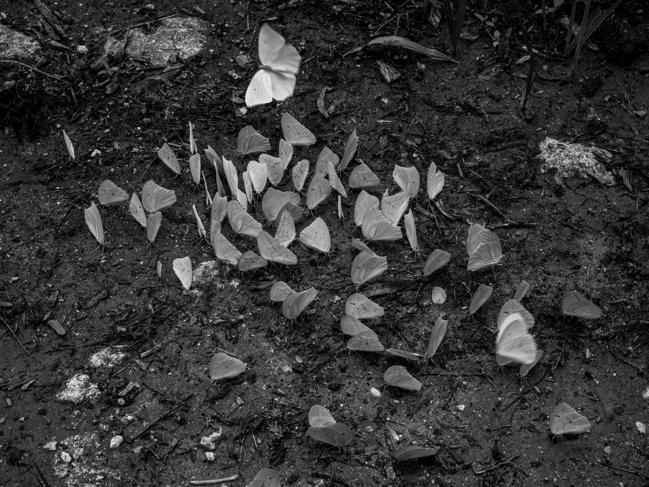 Black and white photograph of scattered butterflies wings on dark dirt or soil surface.
