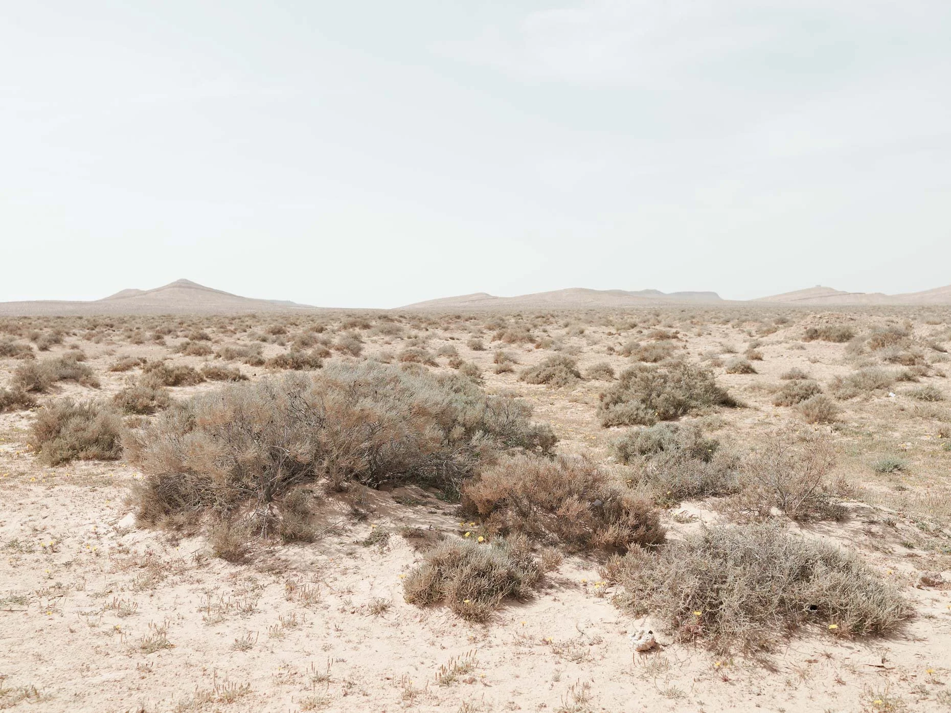 A vast, arid desert landscape with sparse desert shrubs and small bushes, distant low mountain hills under a pale, overcast sky.