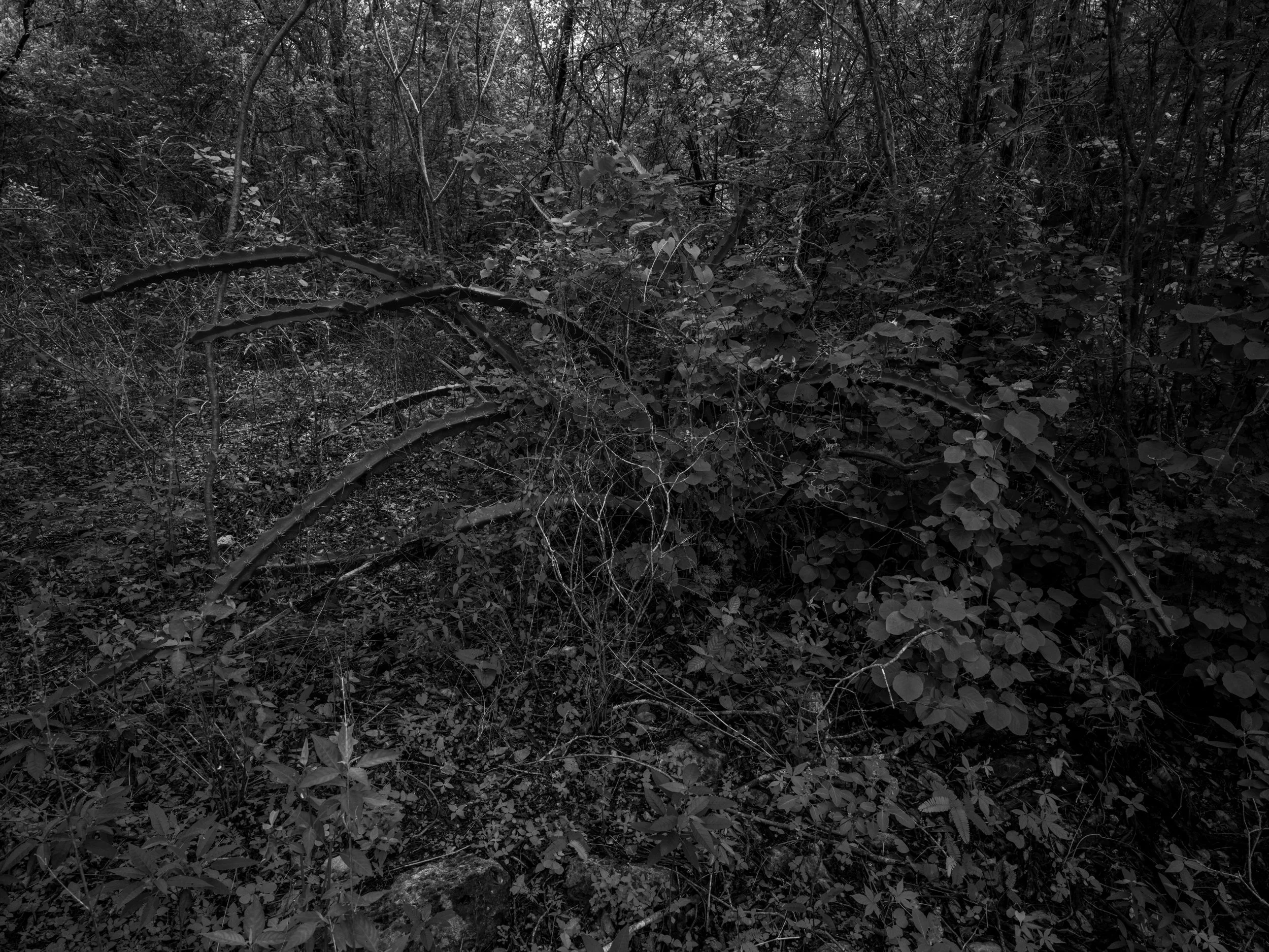 Dense forest with various trees, bushes, and plants, captured in grayscale.