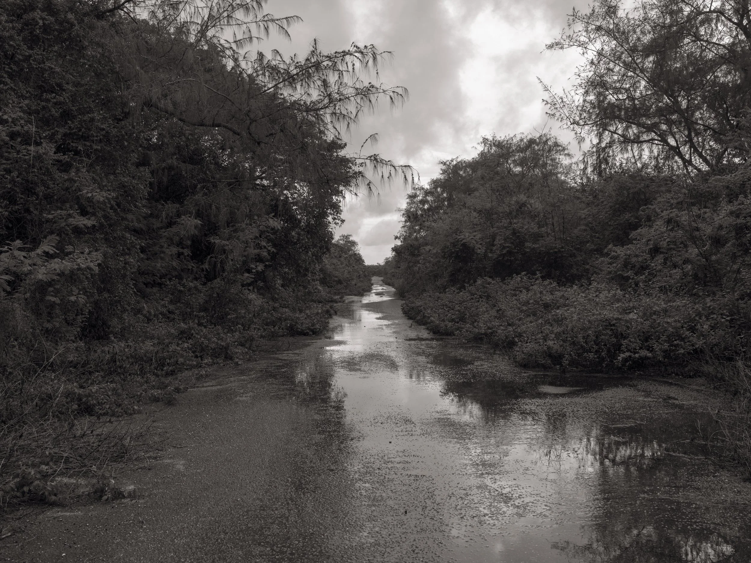 A narrow river or creek flowing through a dense forest with overcast gray skies overhead.
